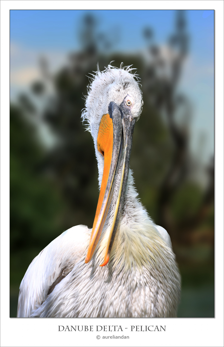 Dal delta del Danubio ...