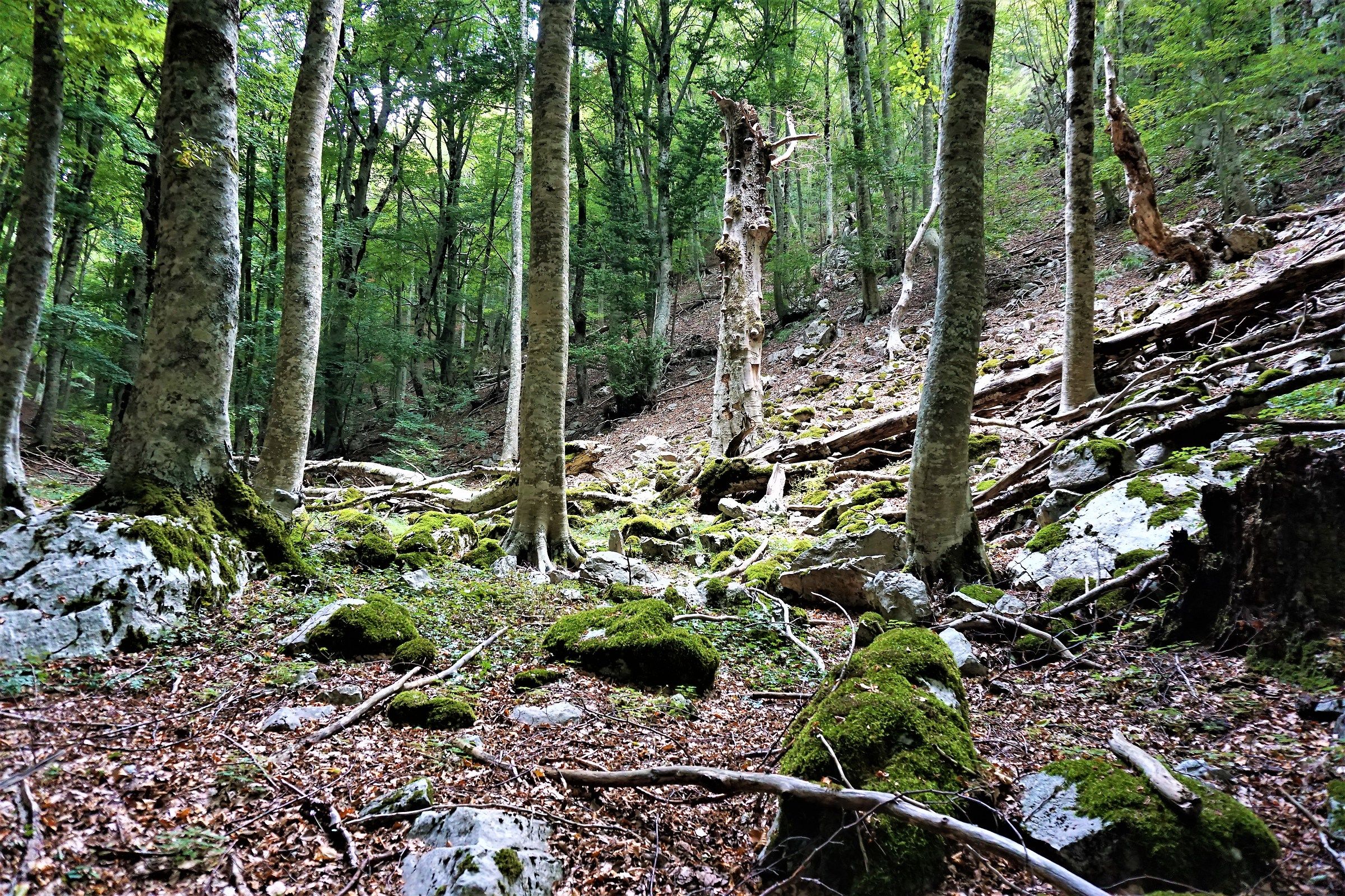 Wild Beech Forest