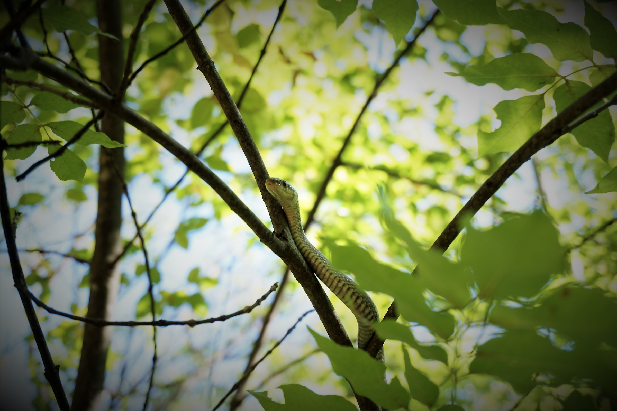 Someone is watching us