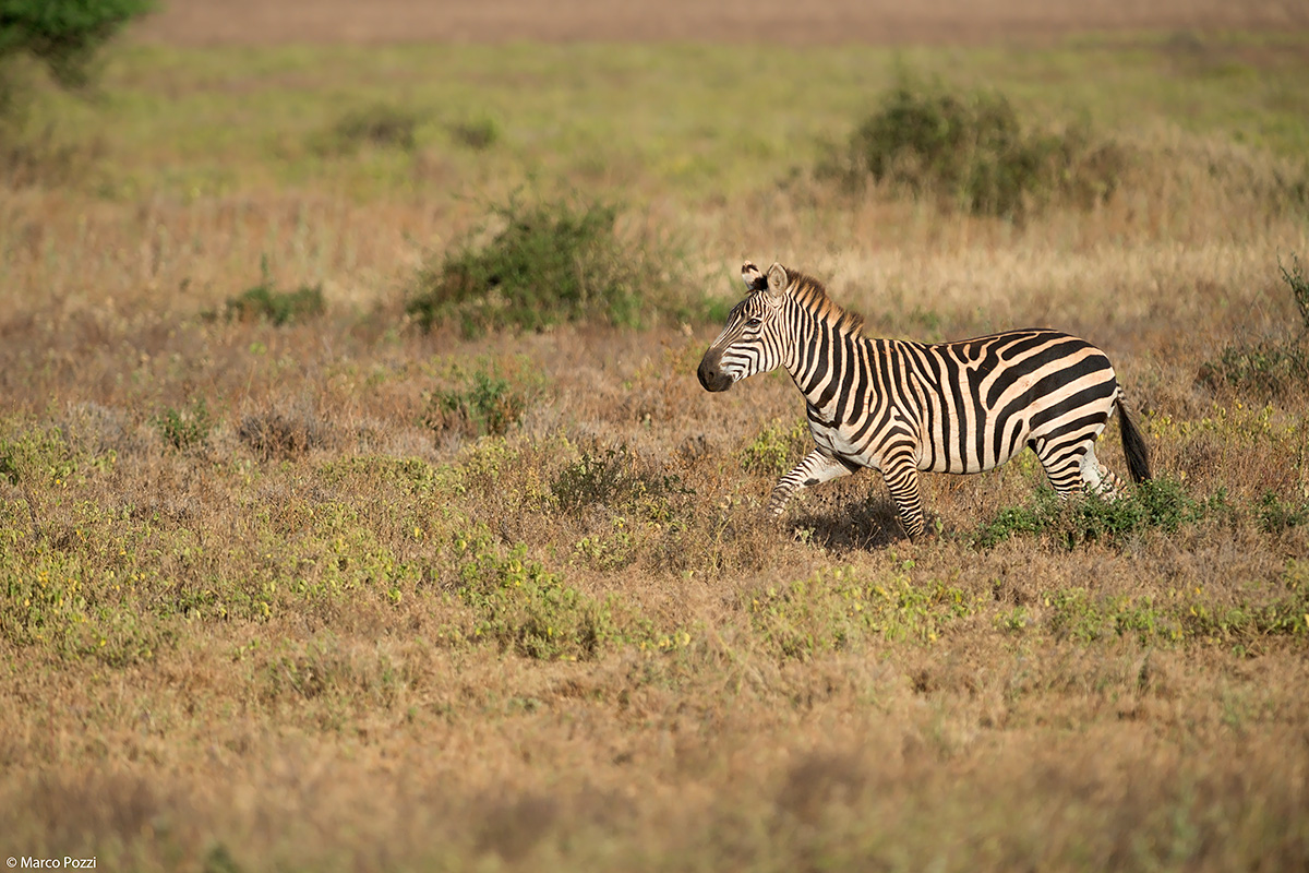 Beautiful, beautiful in its environment!