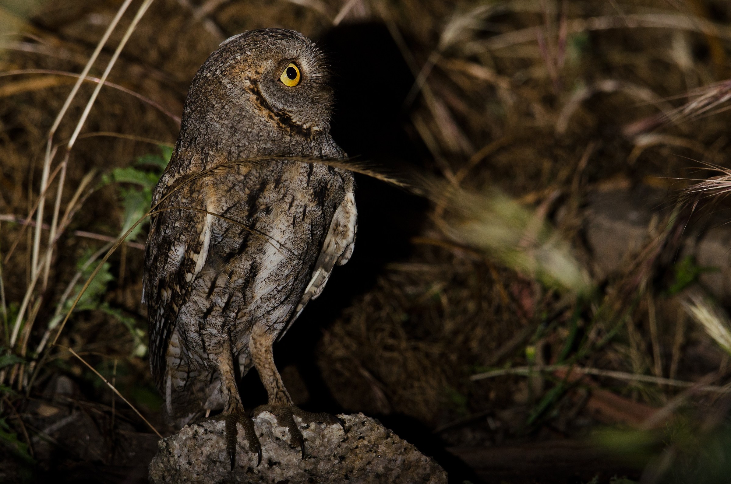 Scops Owl