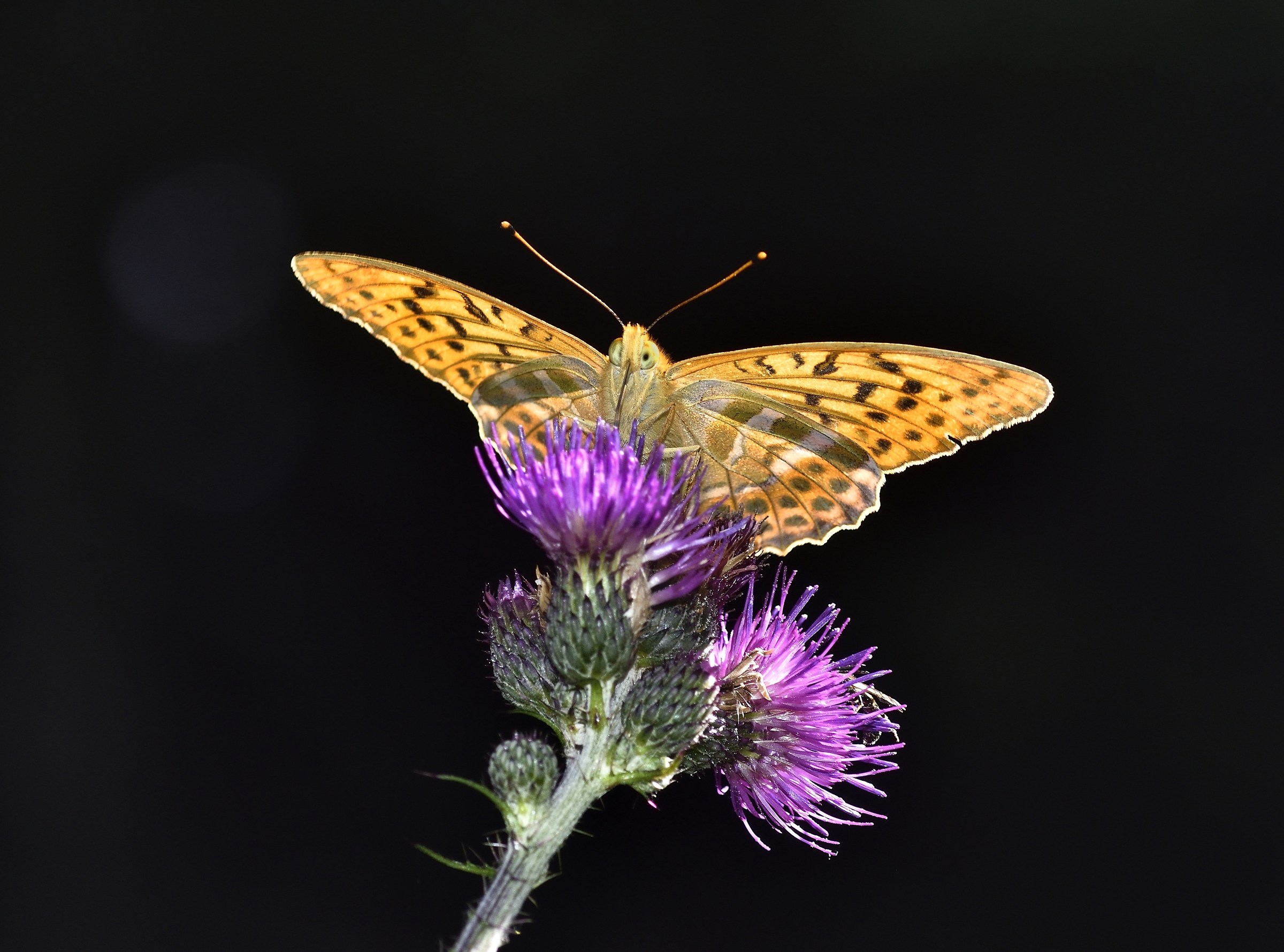 Argynnis Phaphia