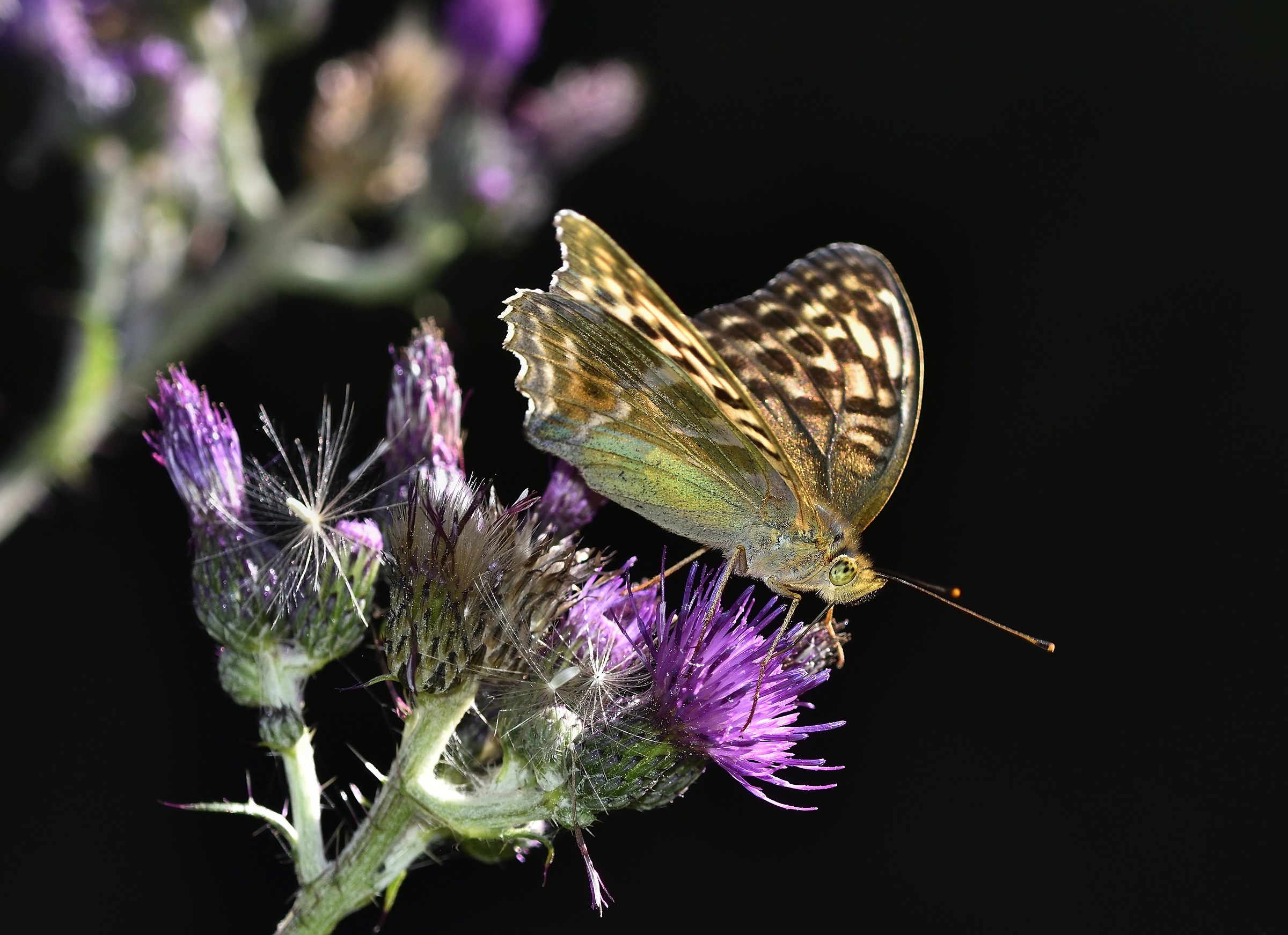 Argynnis Paphia variant Vallesina...