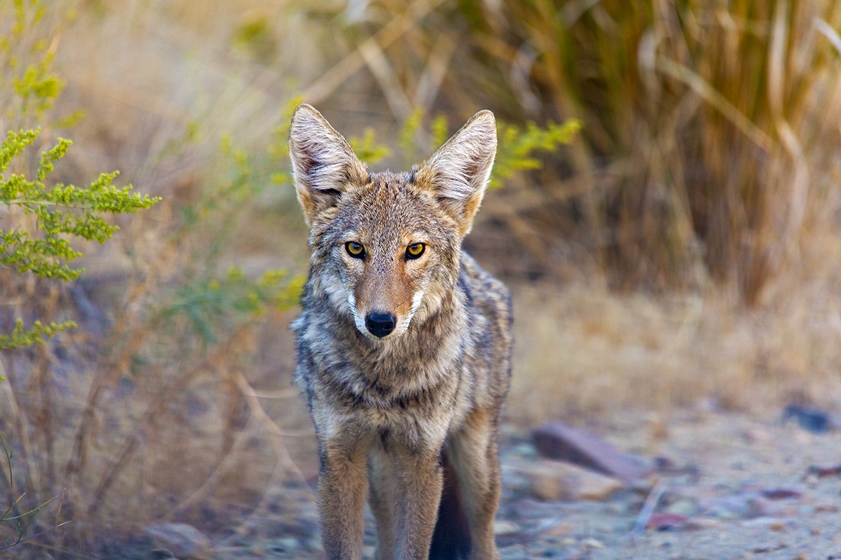 Coyote al Leslie Gulch