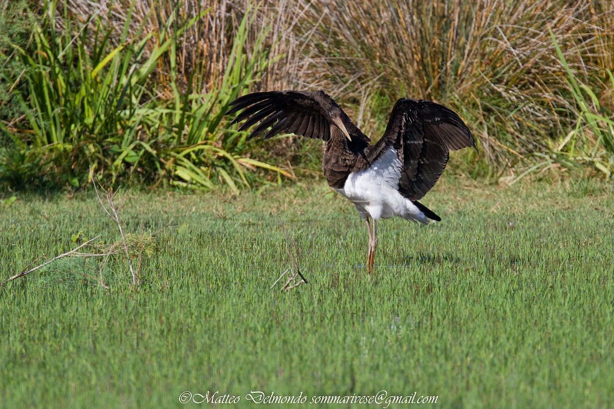 Black Stork