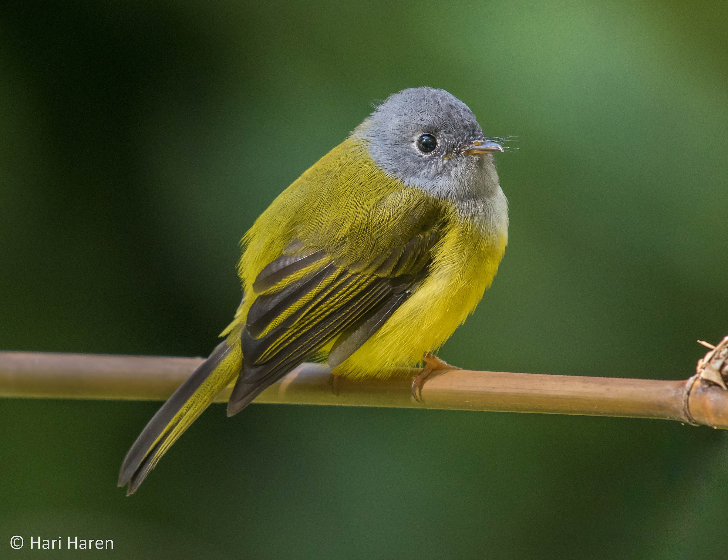 grey headed canary flycatcher