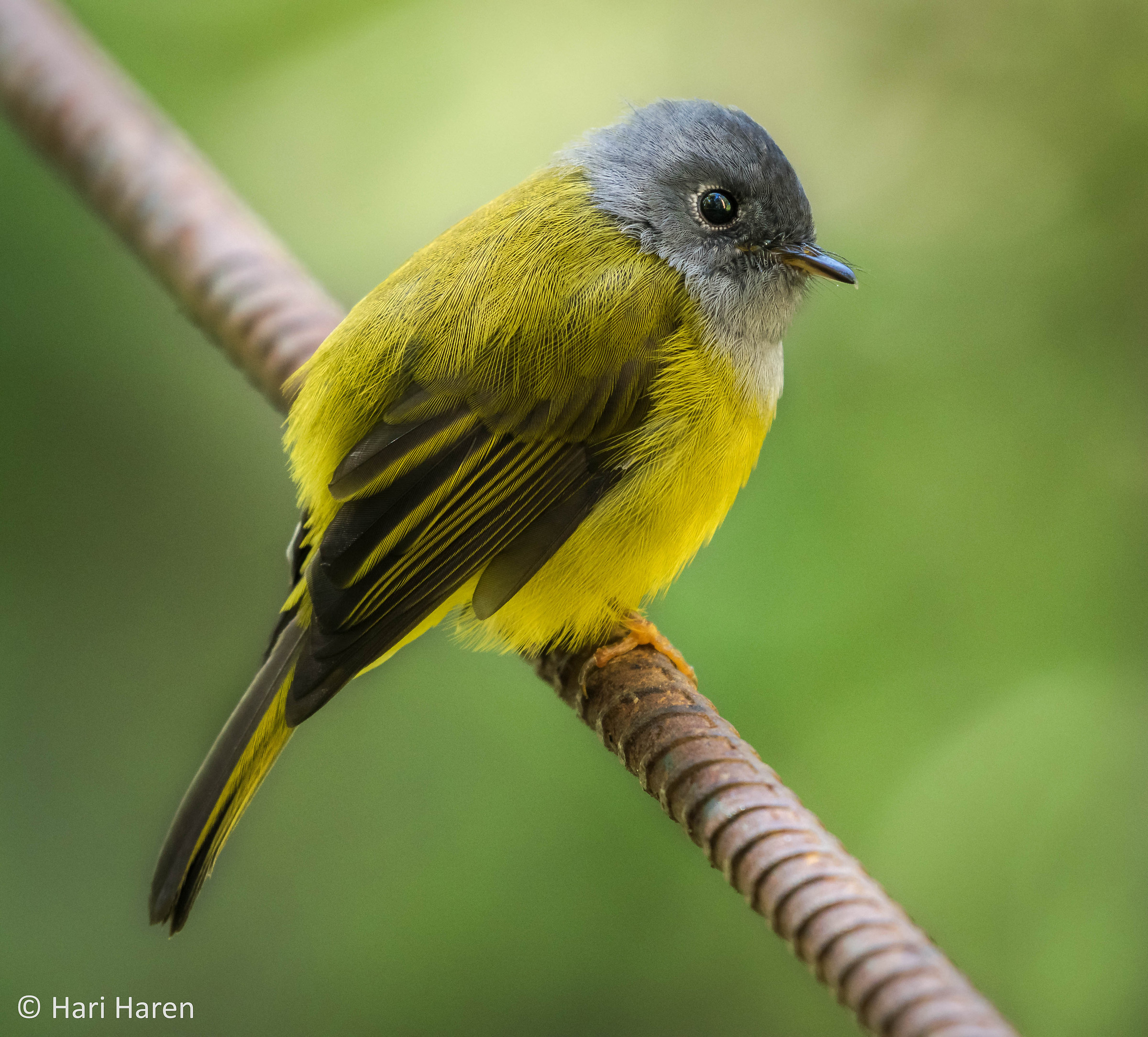 grey headed canary flycatcher