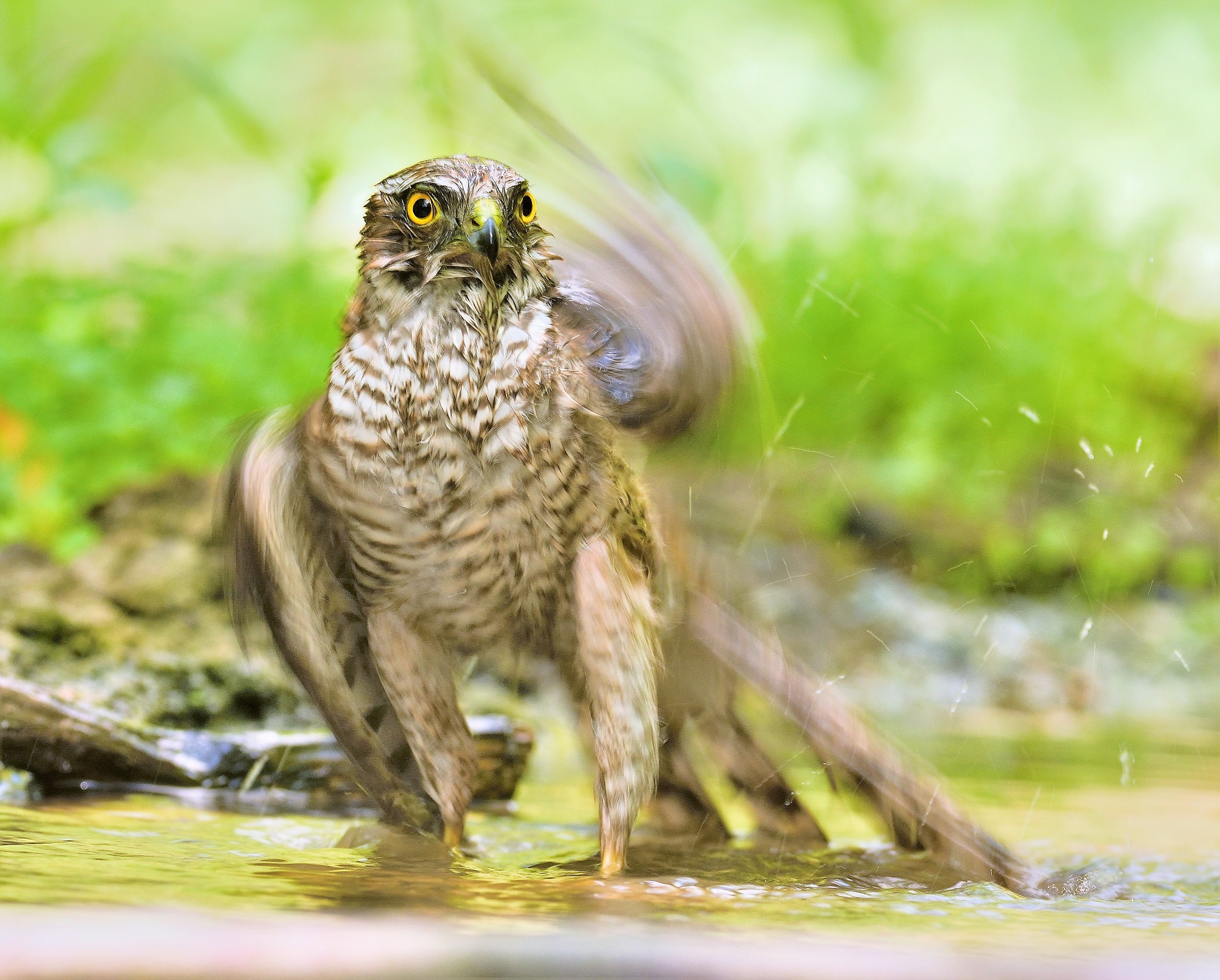 Young Sparrowhawk
