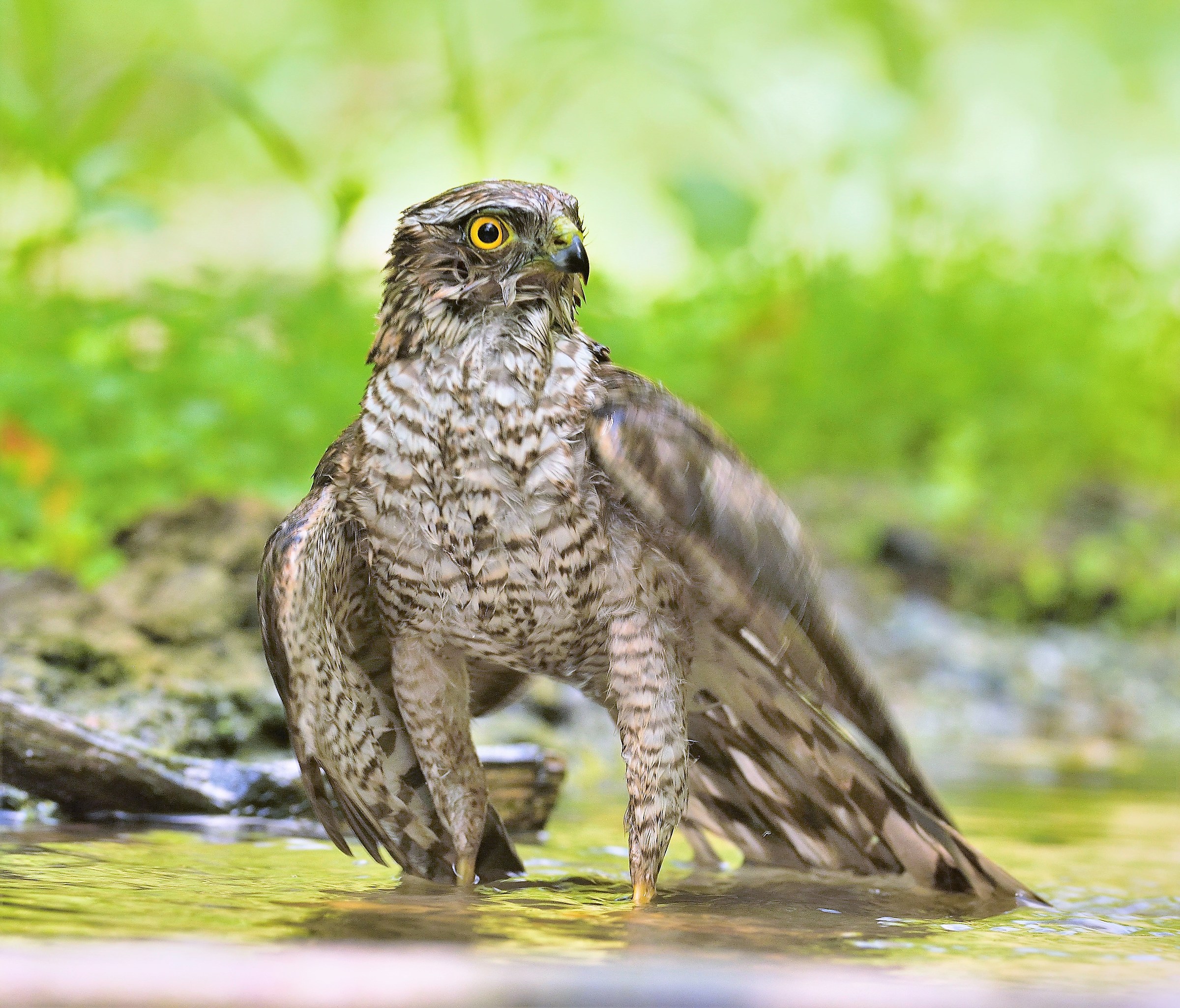 Young Sparrowhawk