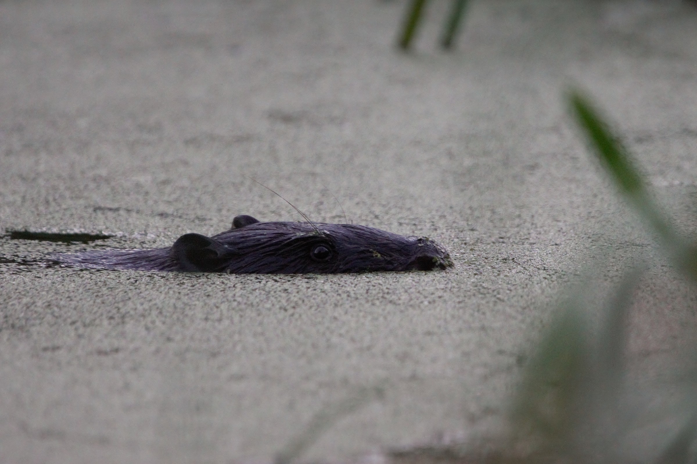 Castoro europeo (fibra del ricino)