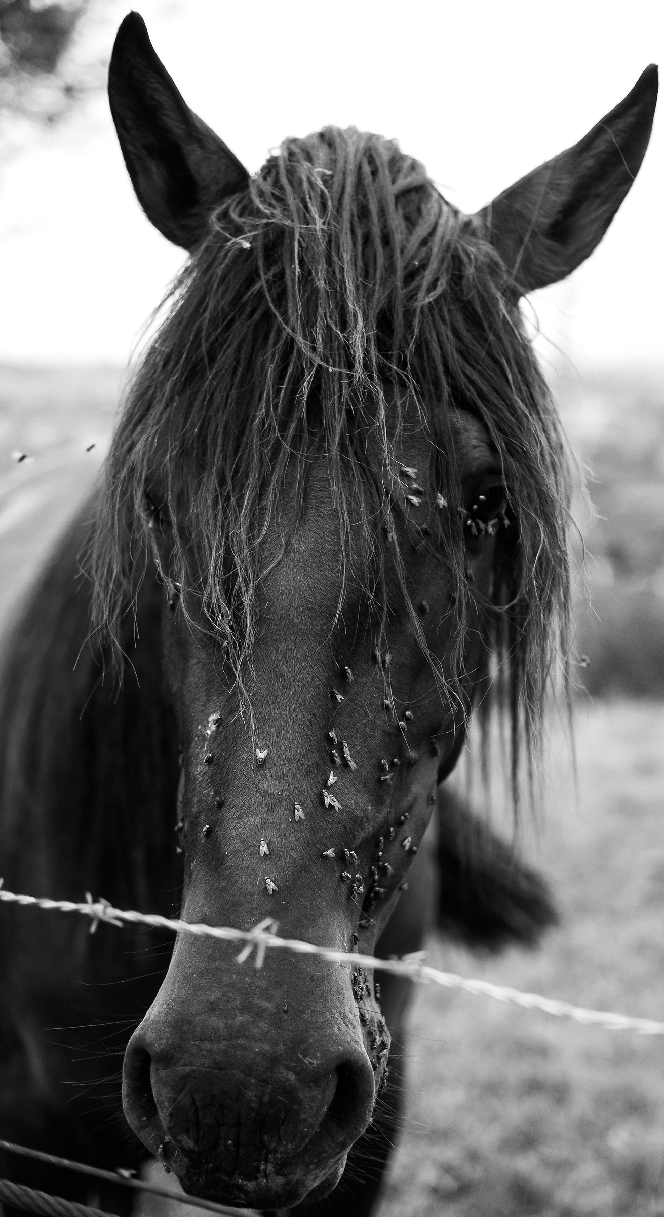 Horse & Flies