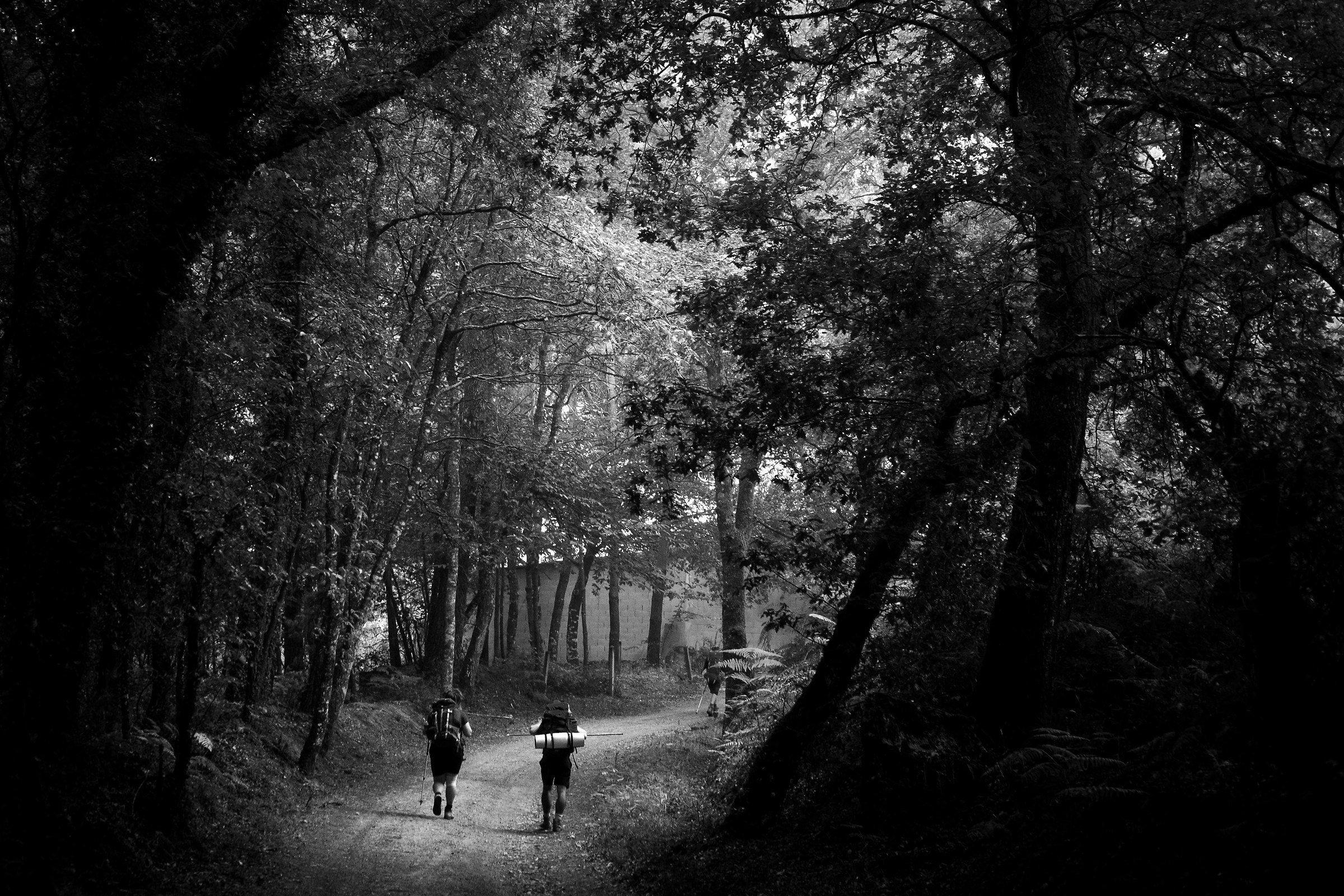 A Glimpse of the forest