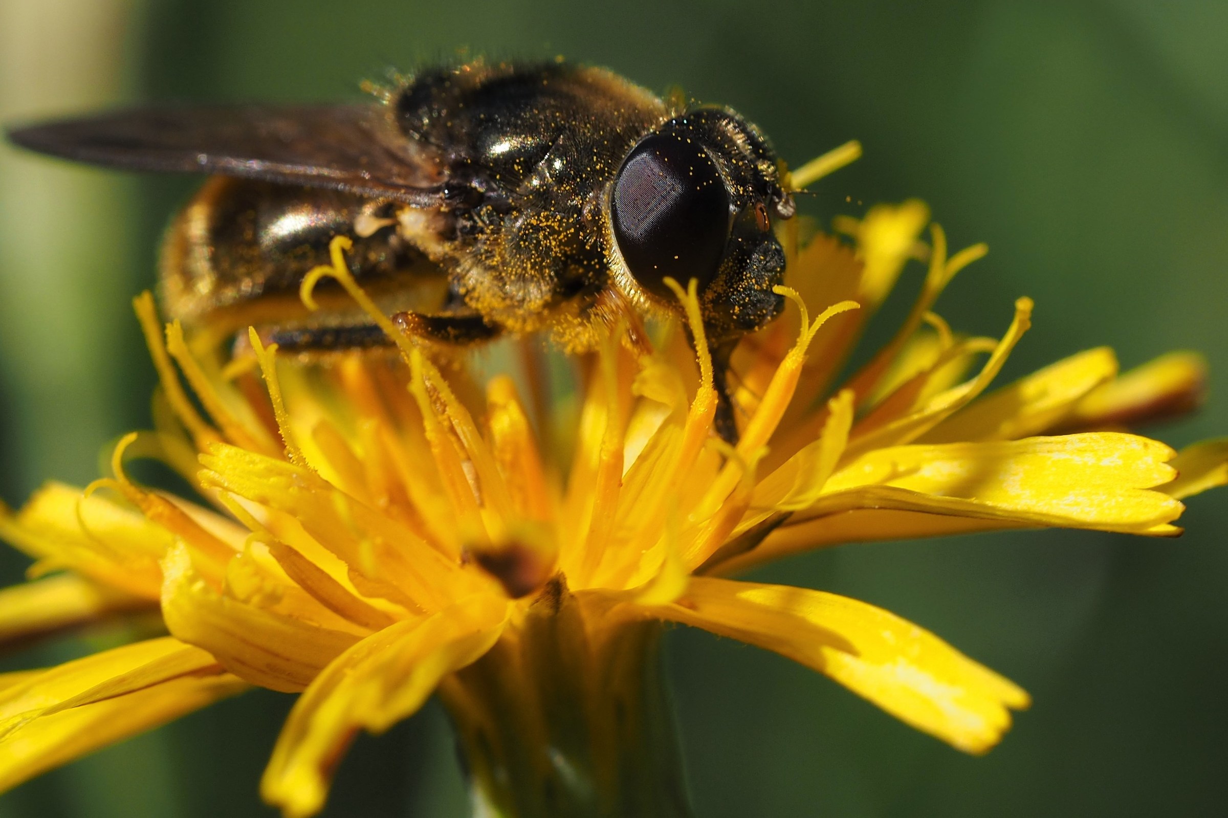 una spremuta di fiore con la cannuccia corta corta