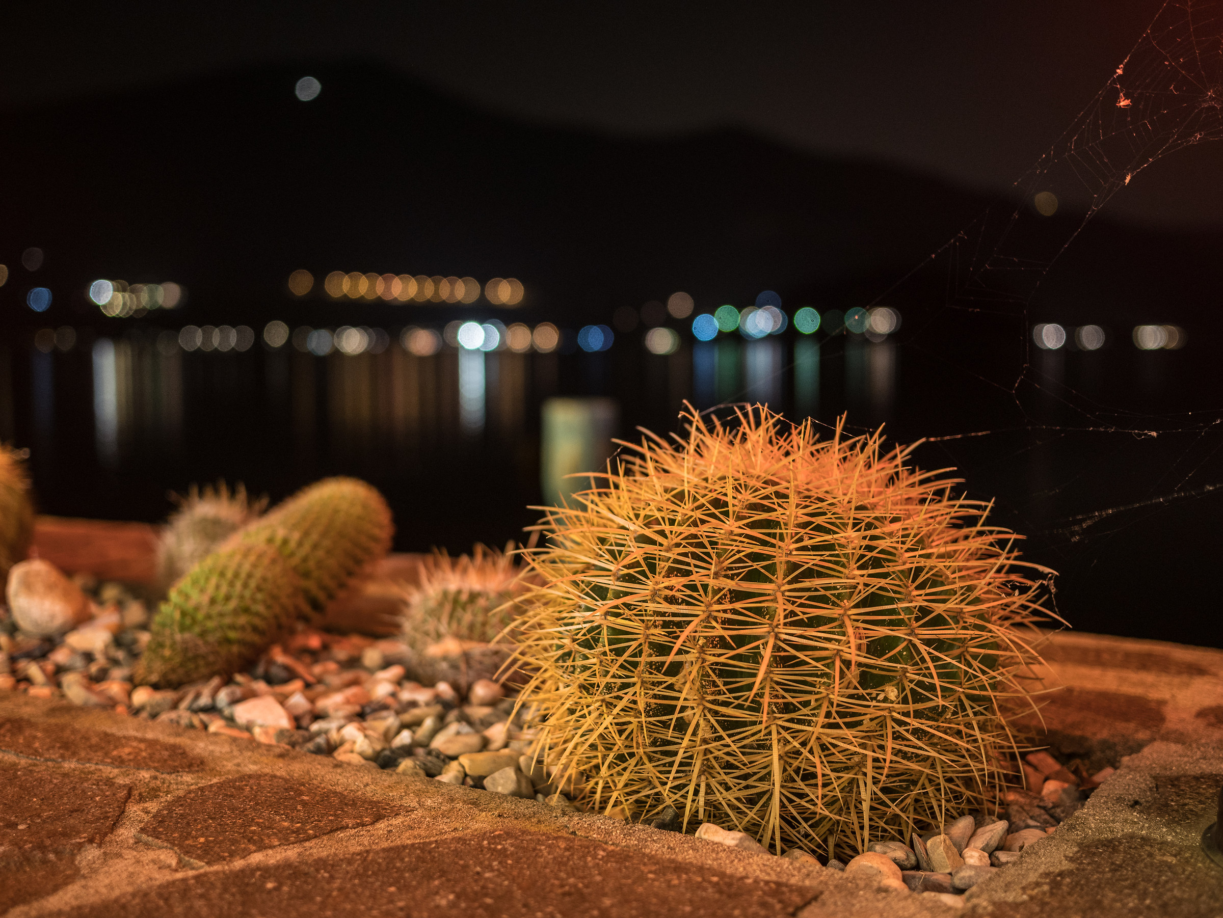 Cactus at the lake