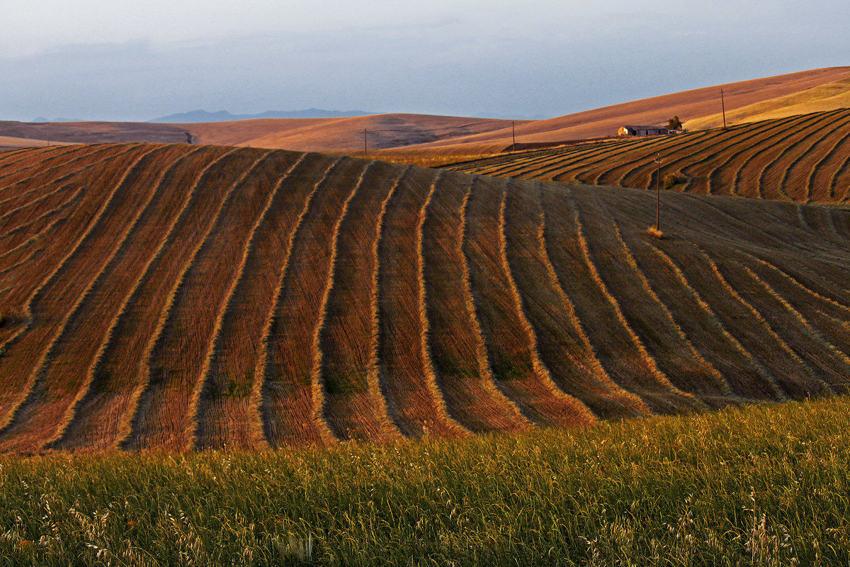 Sunset on the fields