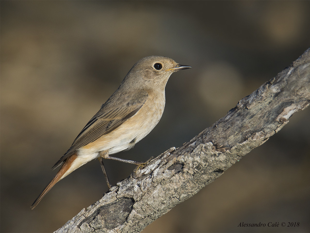 Phoenicurus Phoenicurus (Codirosso F) 2178