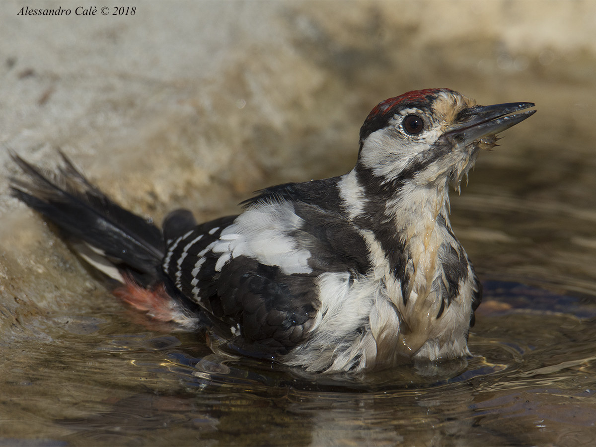 Dendrocopos major (Picchio rosso maggiore) 2145