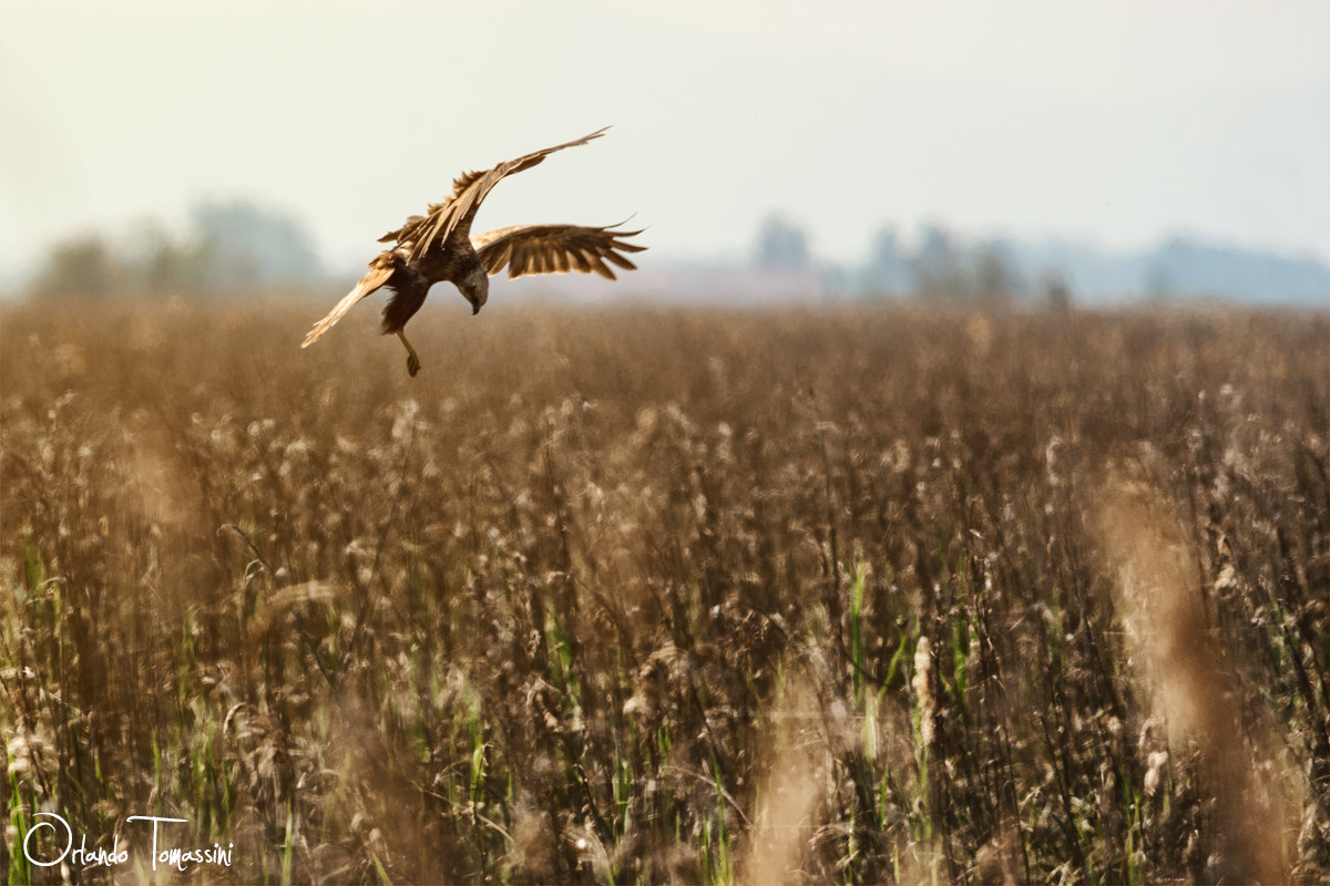 Falco di palude in caccia