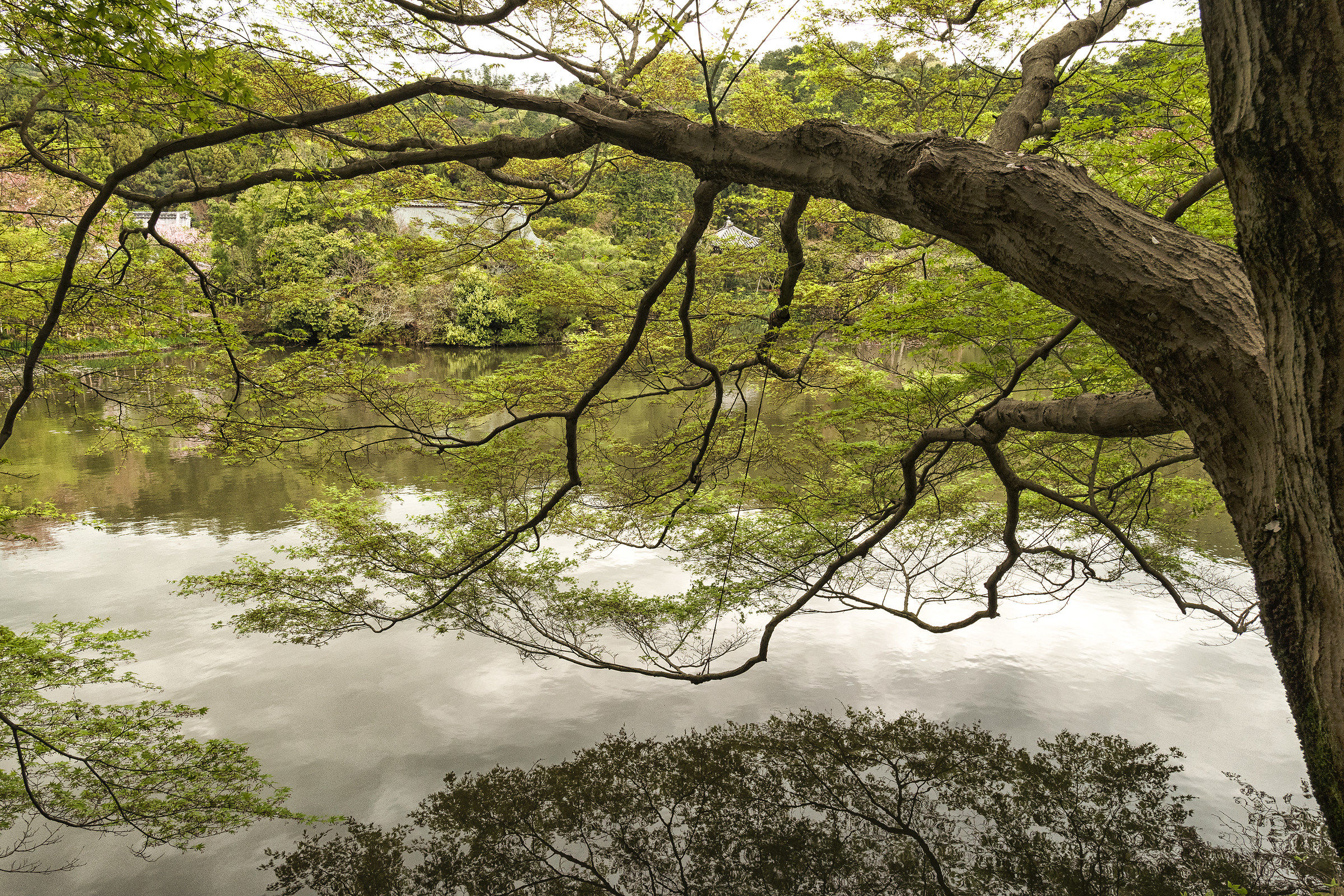 kyoto giardini del tempio ryonanjii  giappone