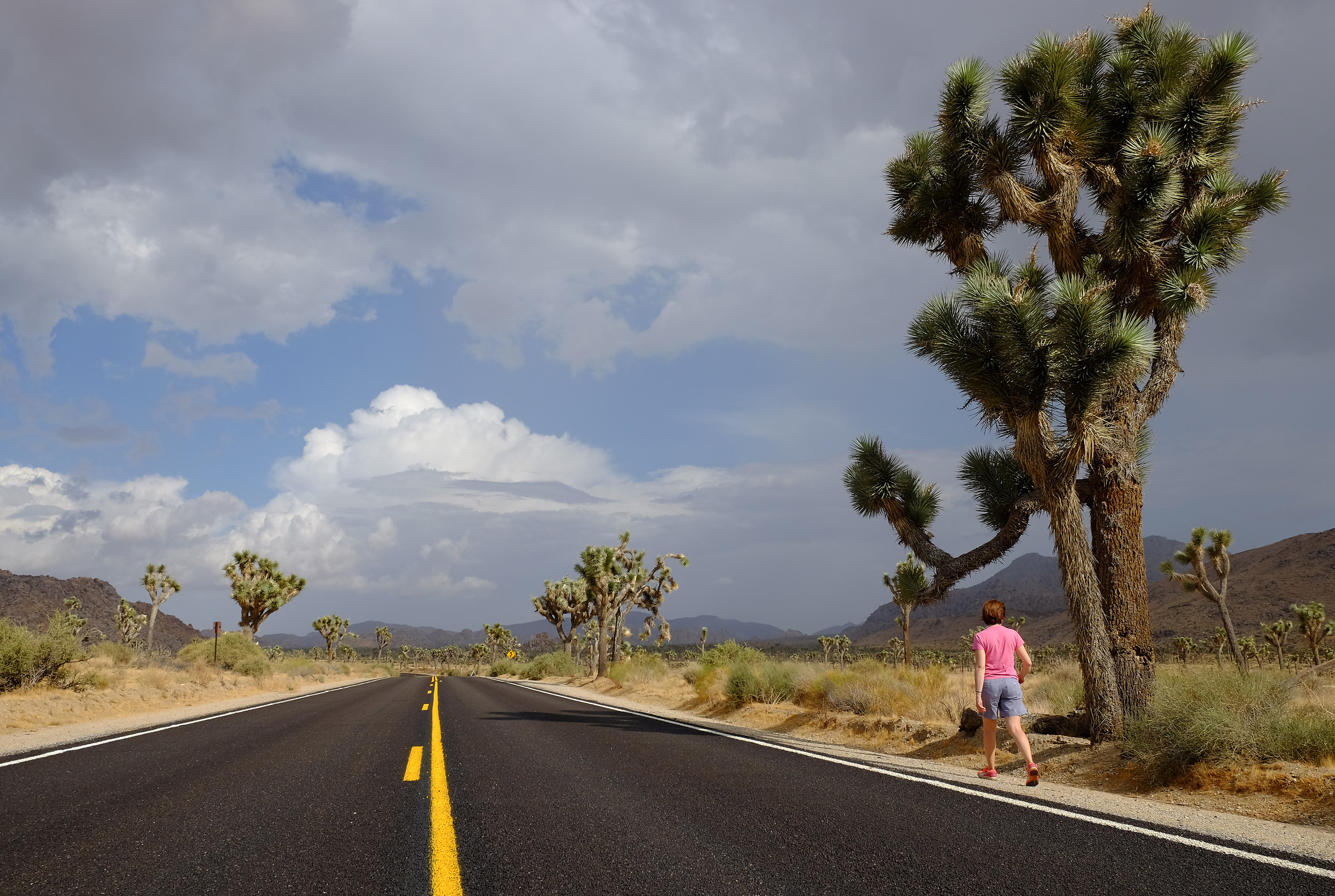 Yucca Tree in Joshua Tree Park