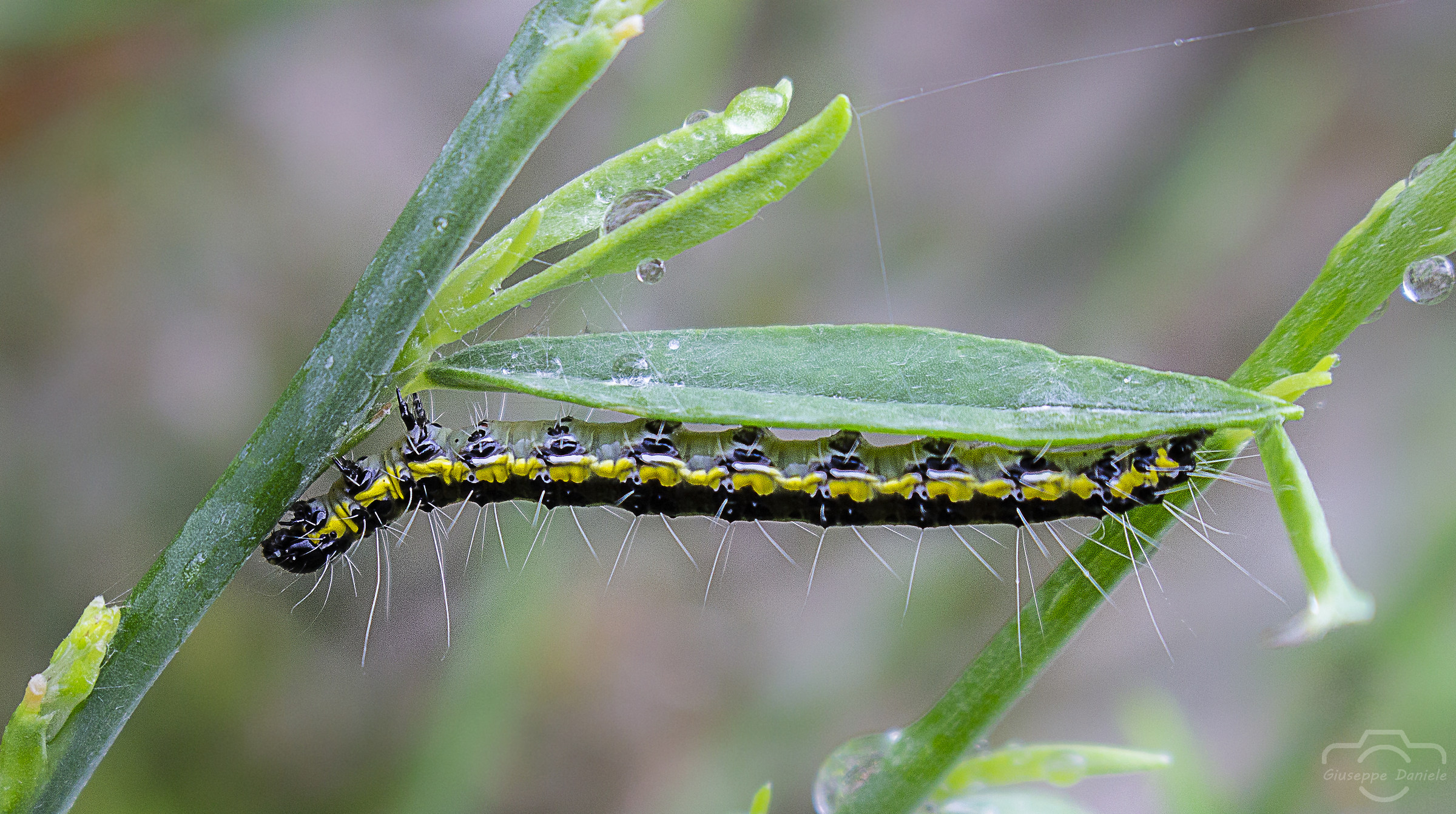 Encounters in the Rain