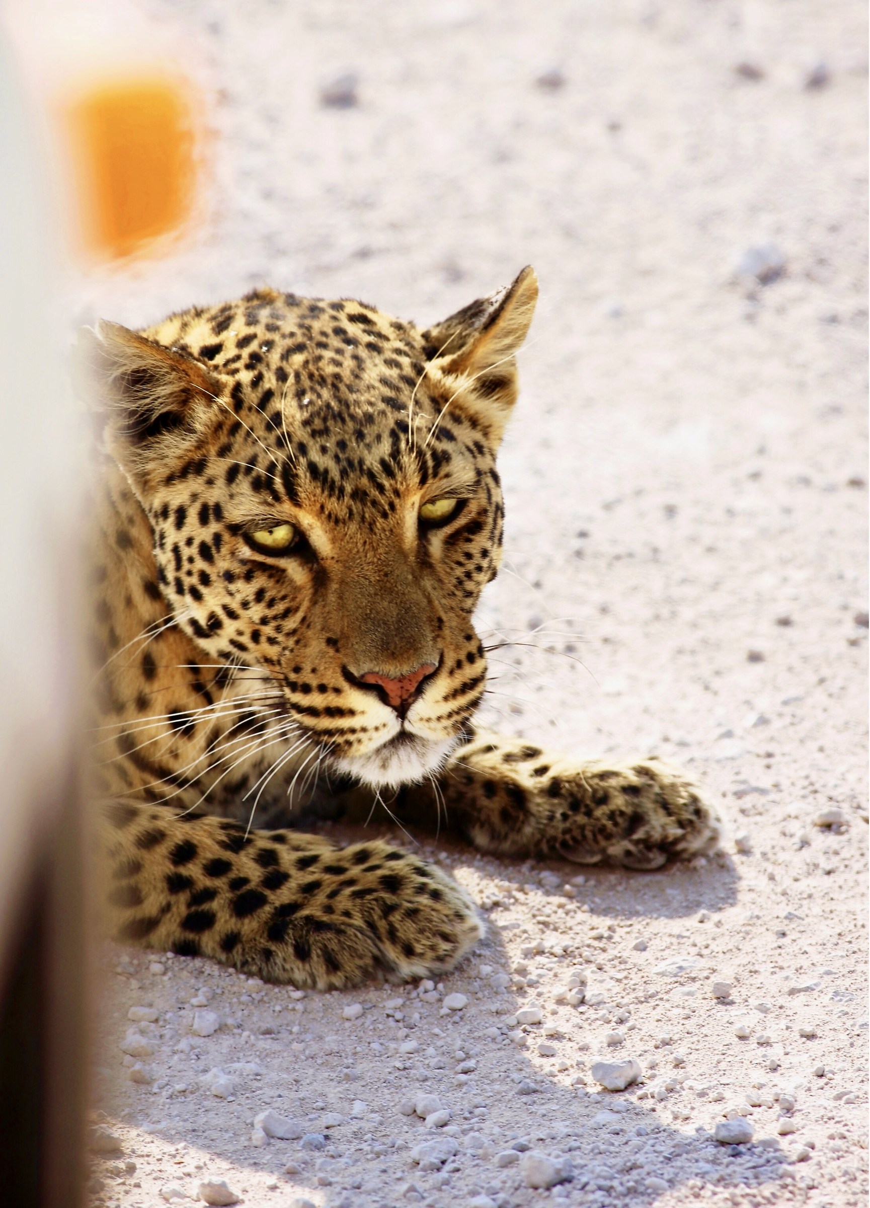 Leo