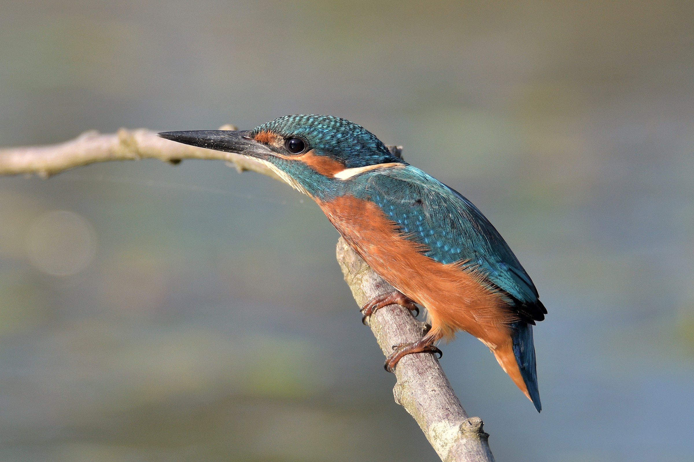 Kingfisher