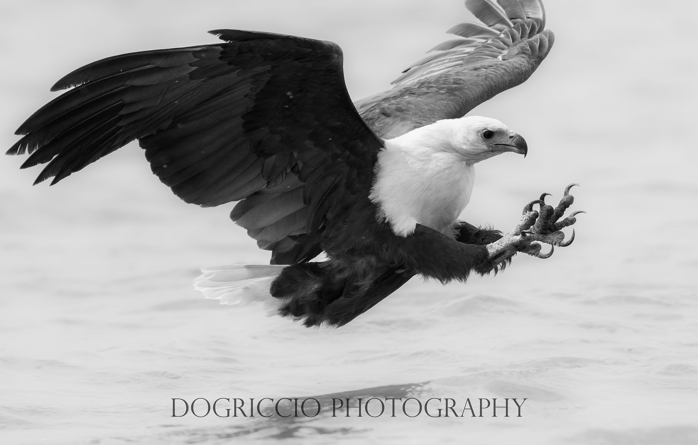 African fish eagle