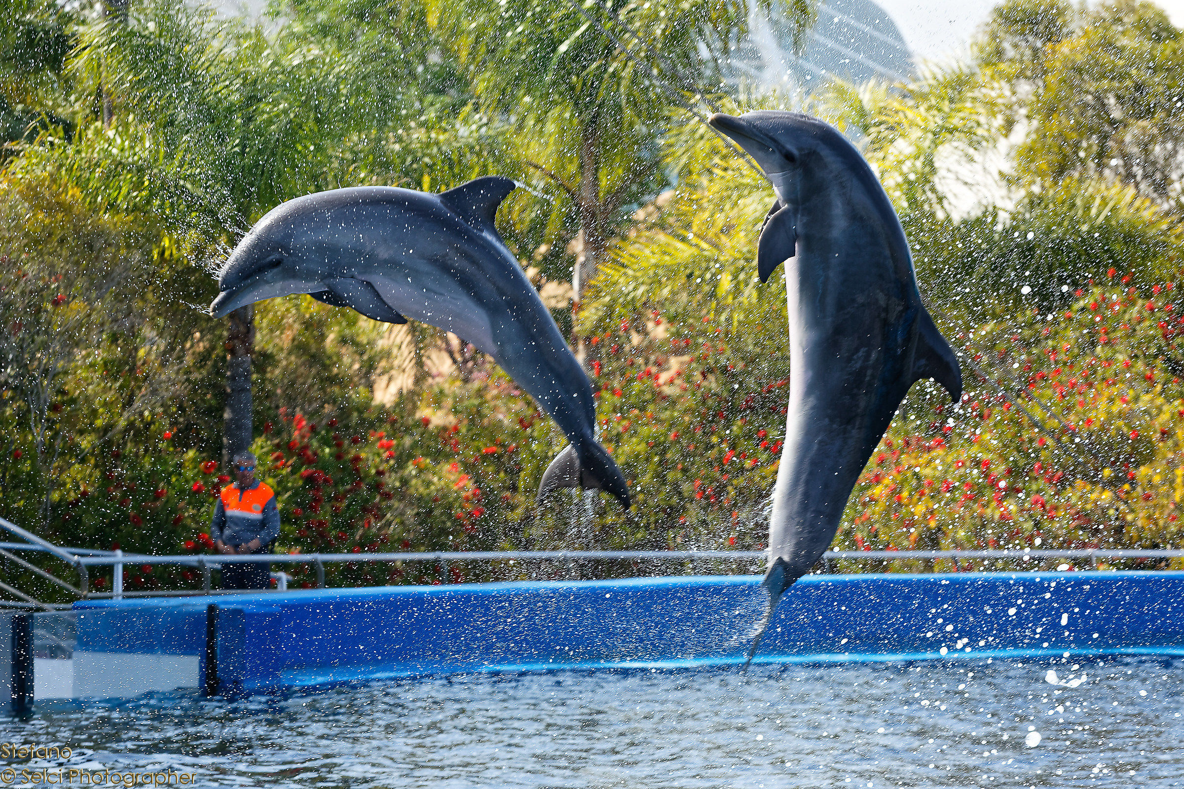 Dolphins acrostings (l'oceanogràfic, Valencia)