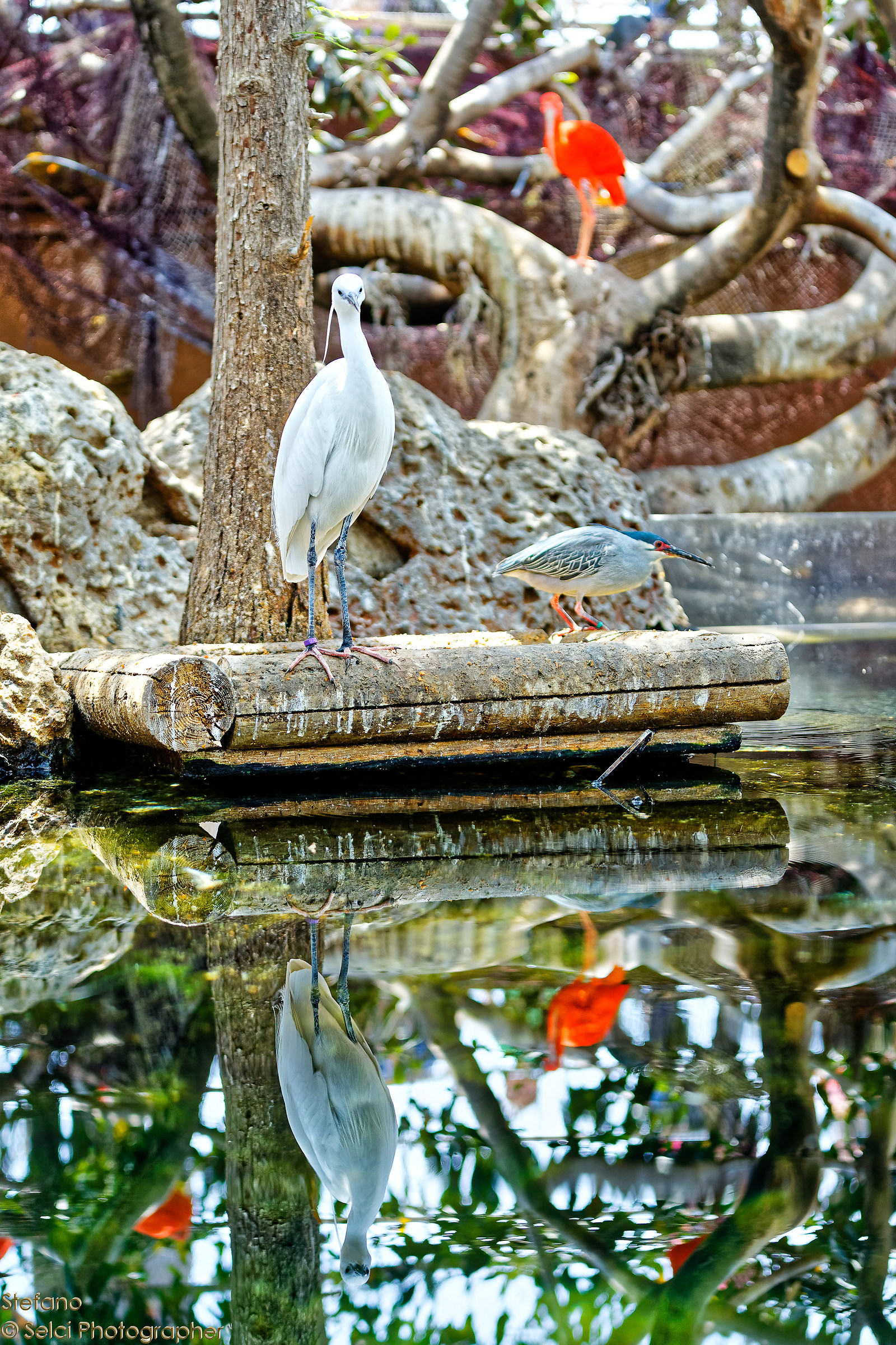 Bathers! (L'Oceanogràfic, Valencia)