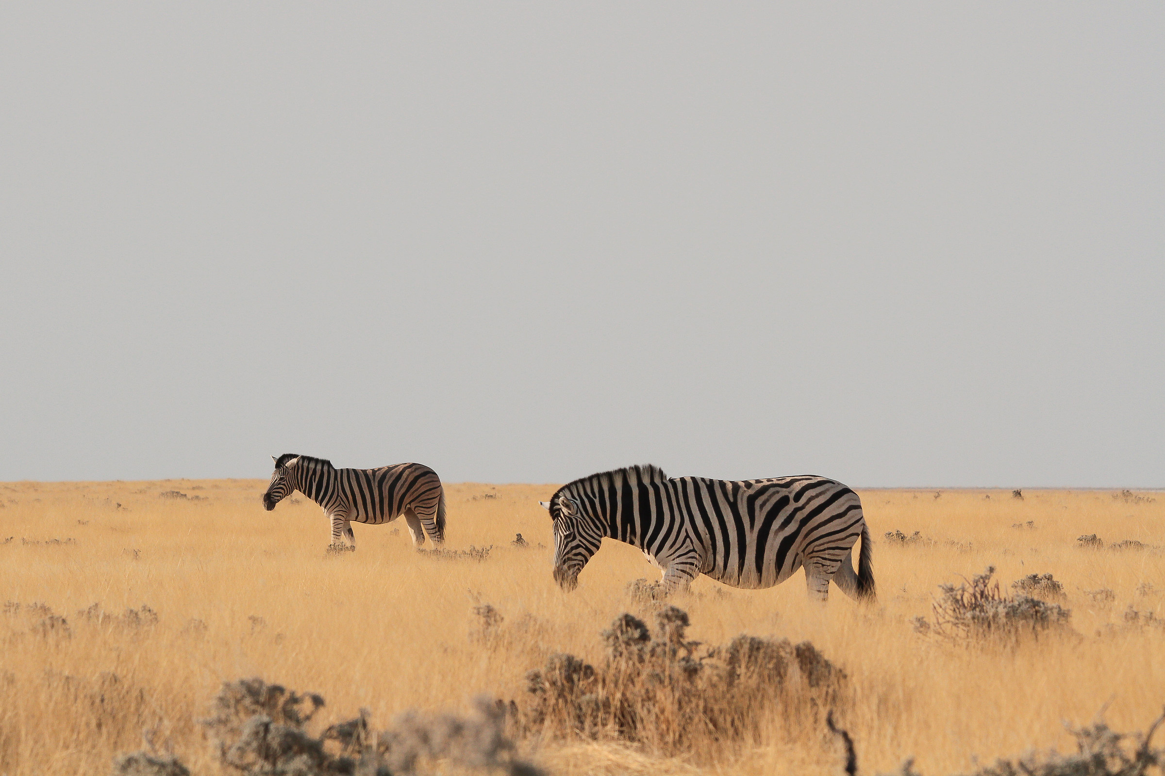 Tramonti indimenticabili ad Etosha