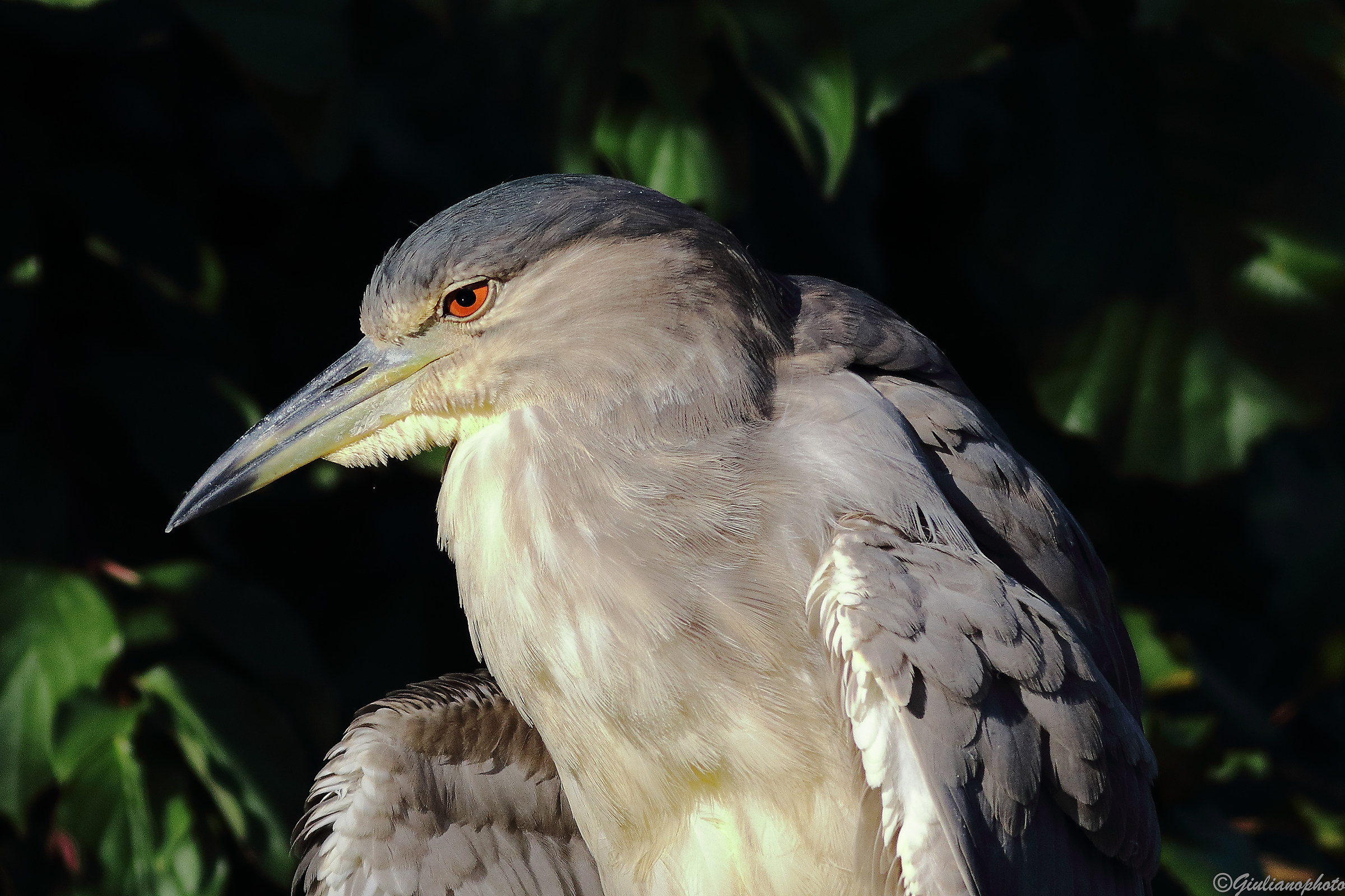 Night Heron