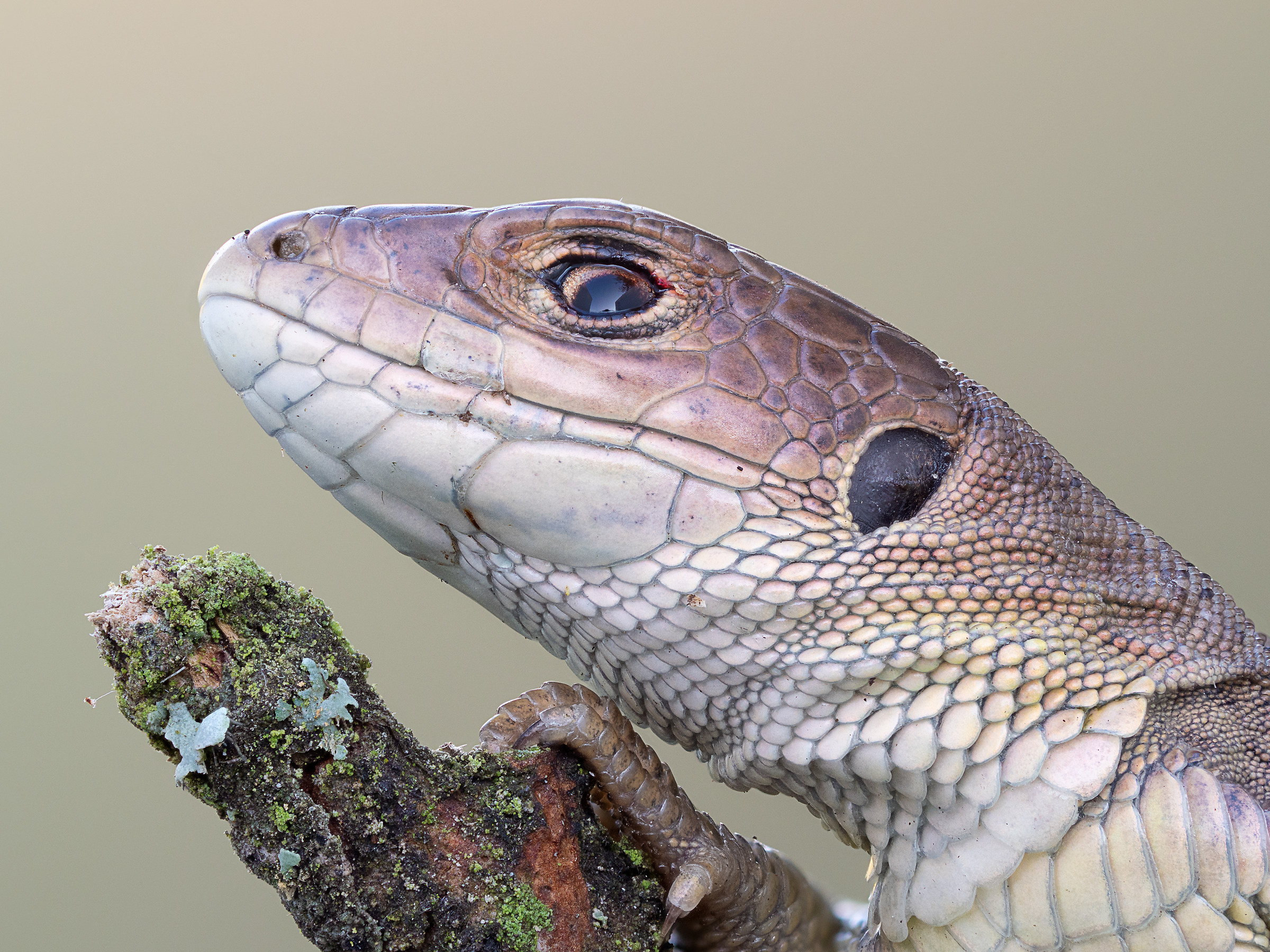 Juvenile Lacerta viridis
