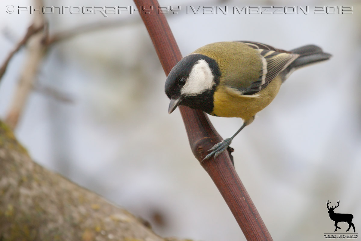 Great Tit (Parus major)