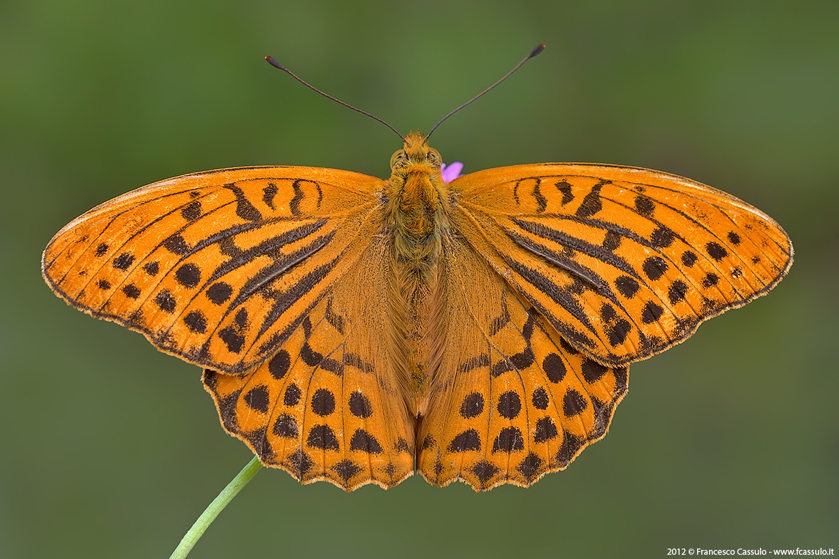 Argynnis paphia (Linnaeus, 1758)