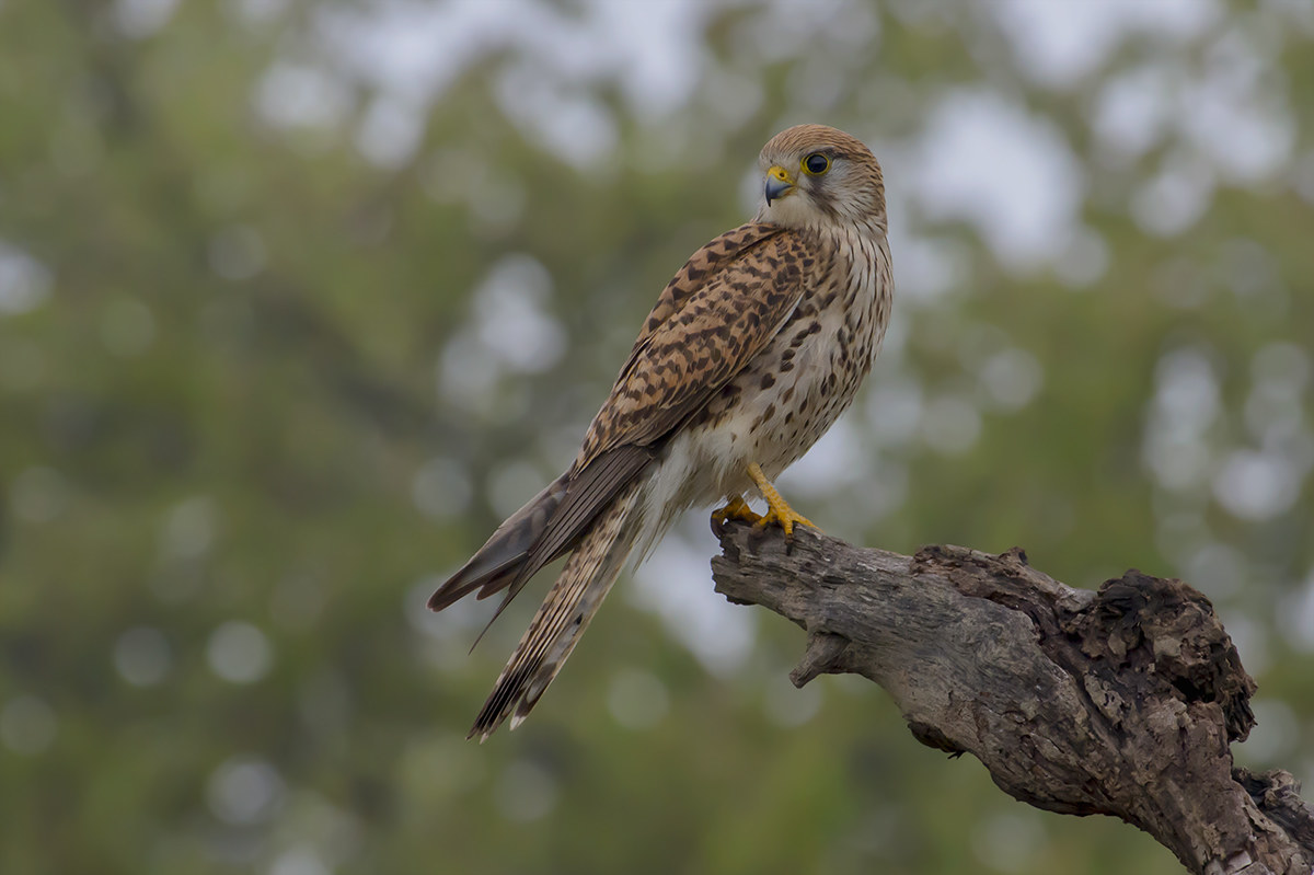 Kestrel