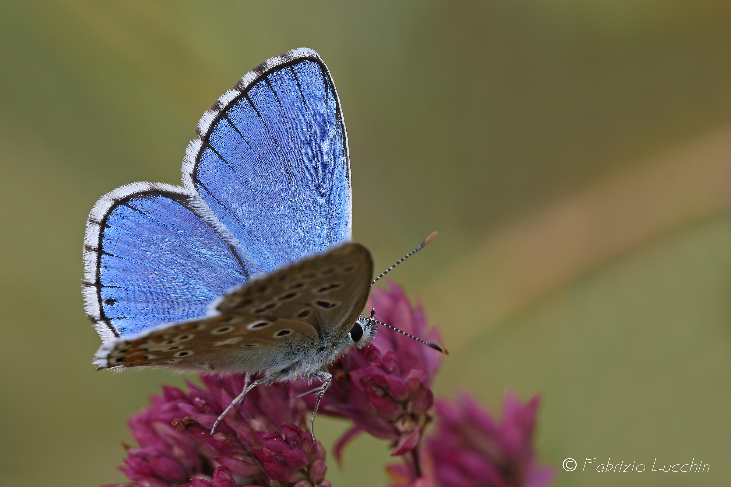 Polyommatus bellargus M.