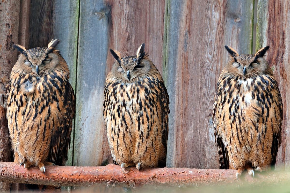 Owls