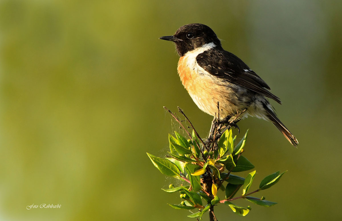 Saltimpalo at the first Ray...