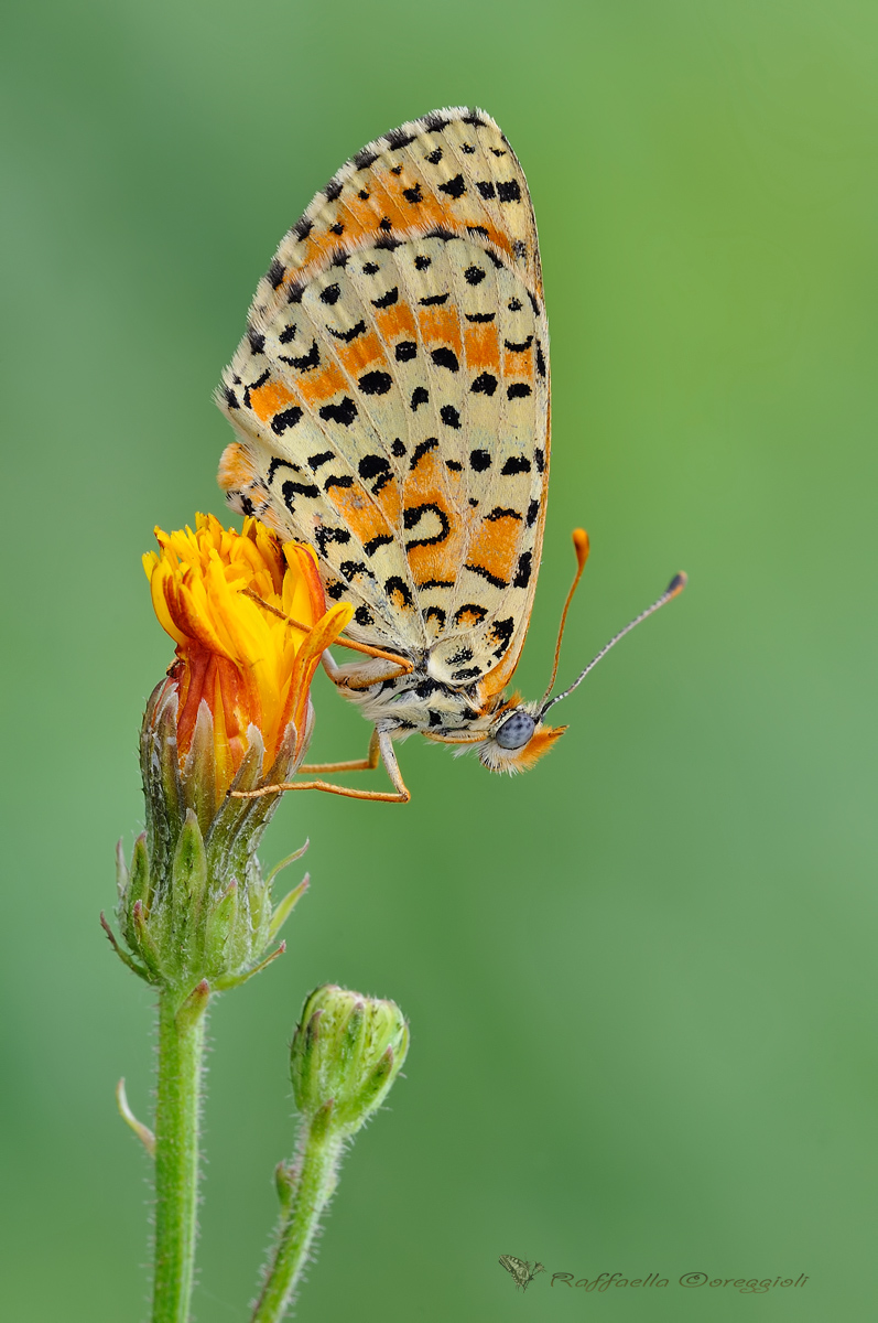 Melitaea Dydima