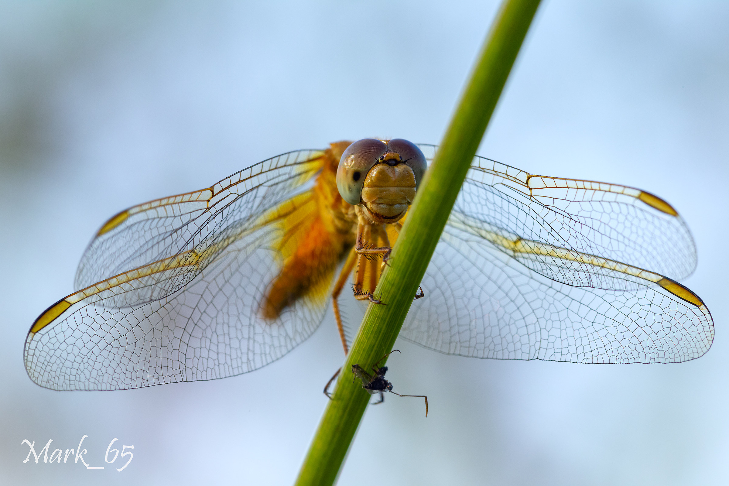 Dragonfly