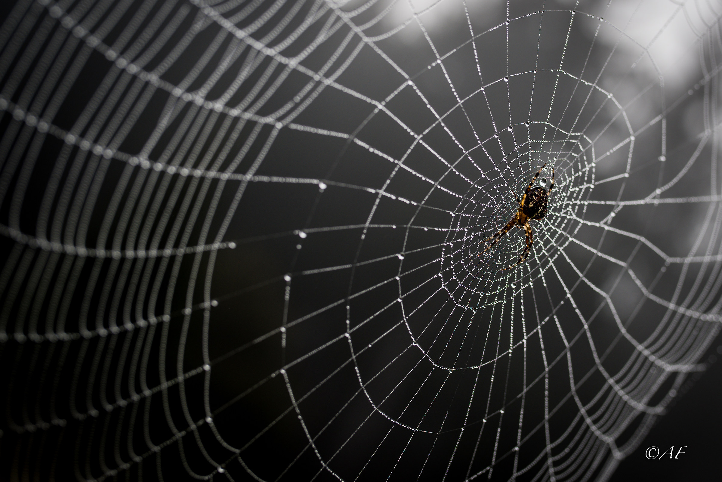 il collezionista di perle