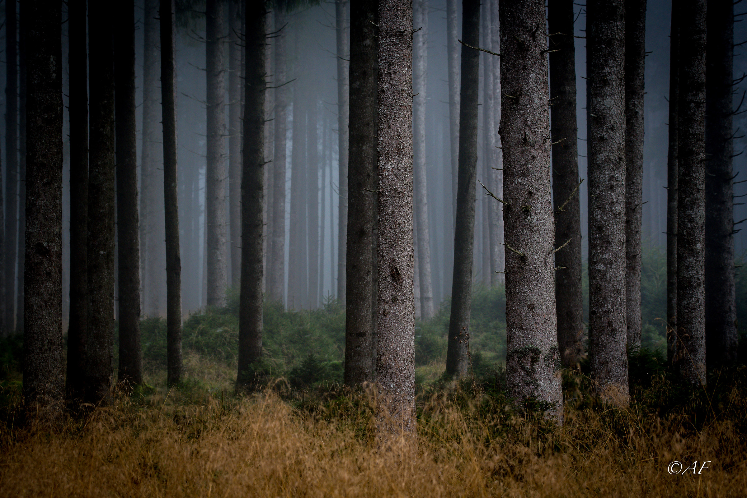 il silenzio del bosco