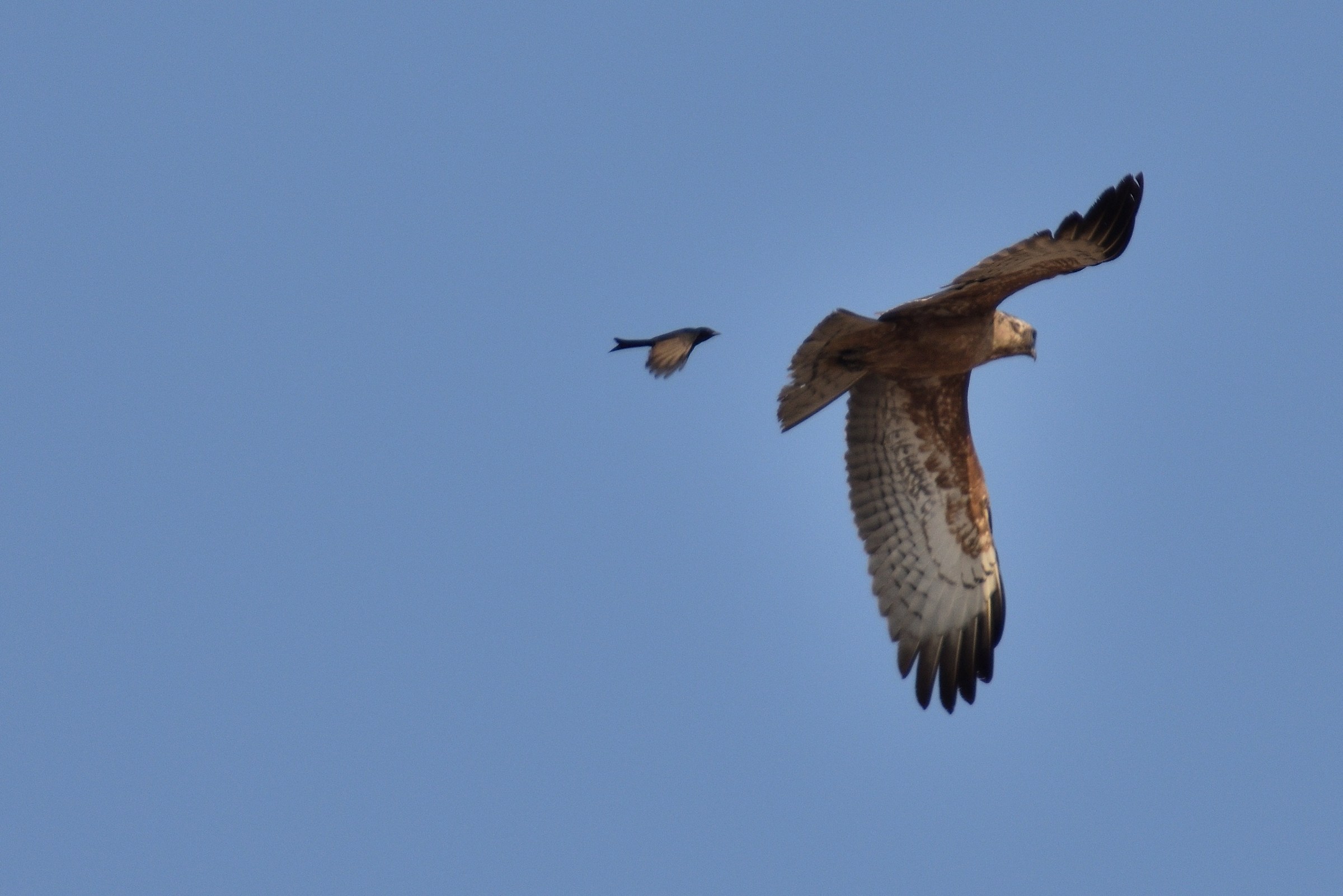 Crow attack Tawny eagle etosha