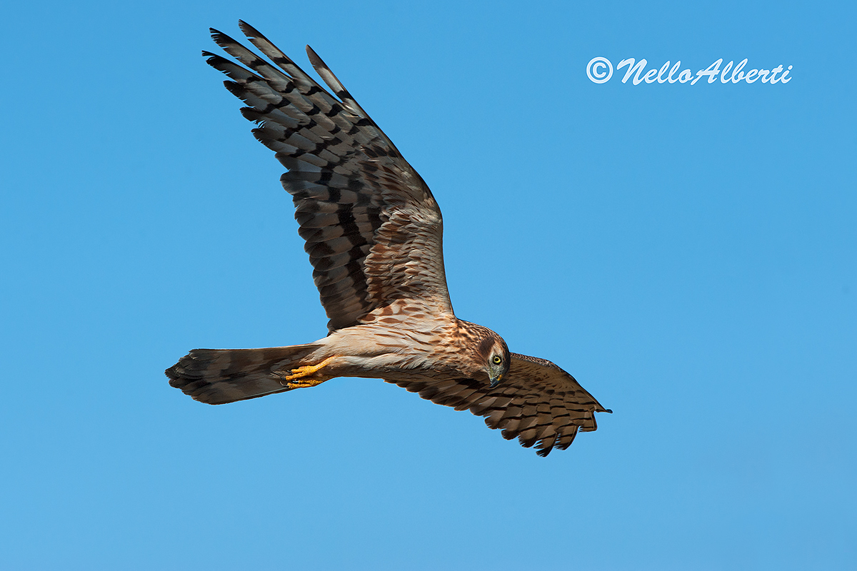 Femmina di Albanella minore in volo