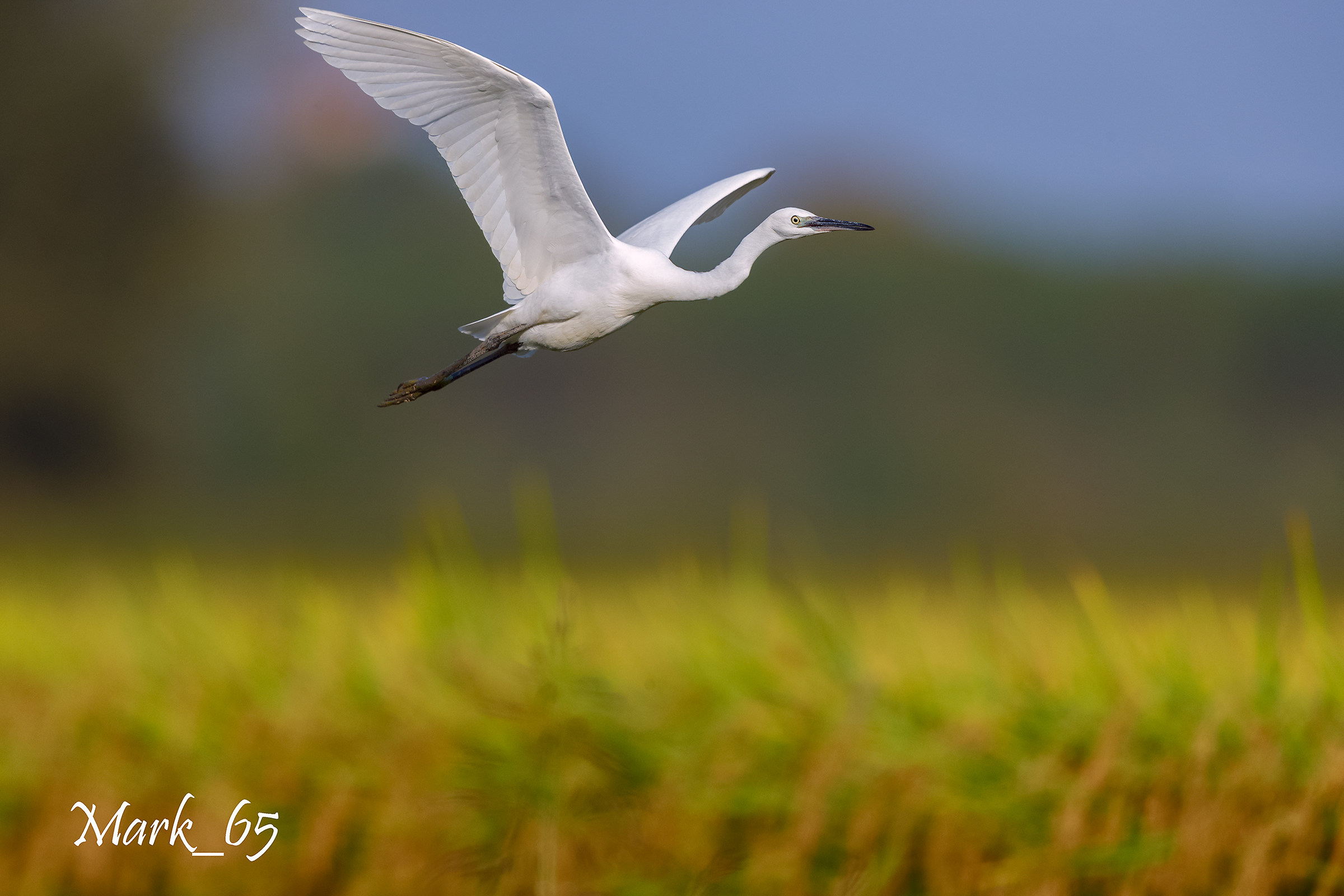 Egret