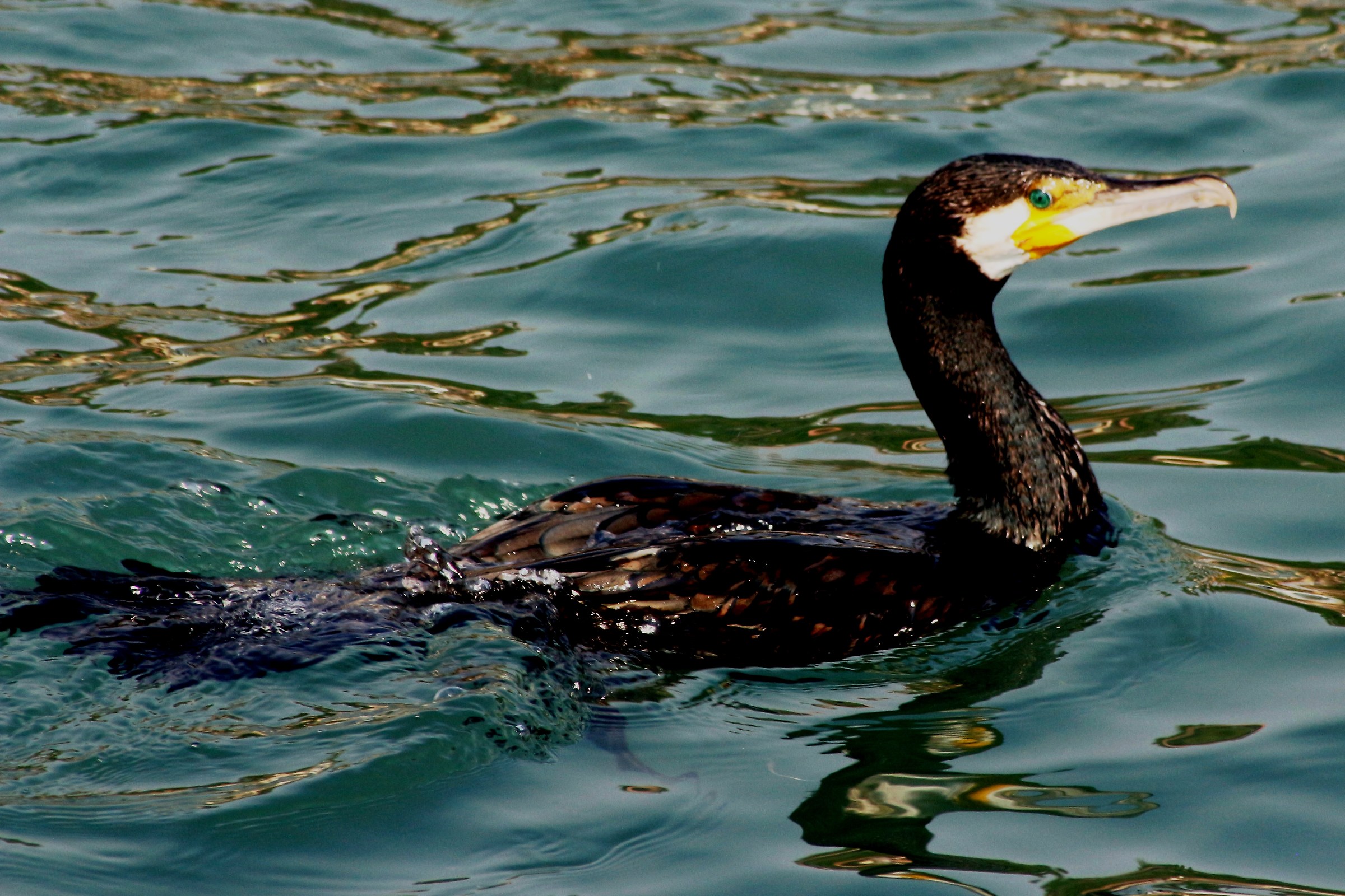 Il cormorano vanitoso