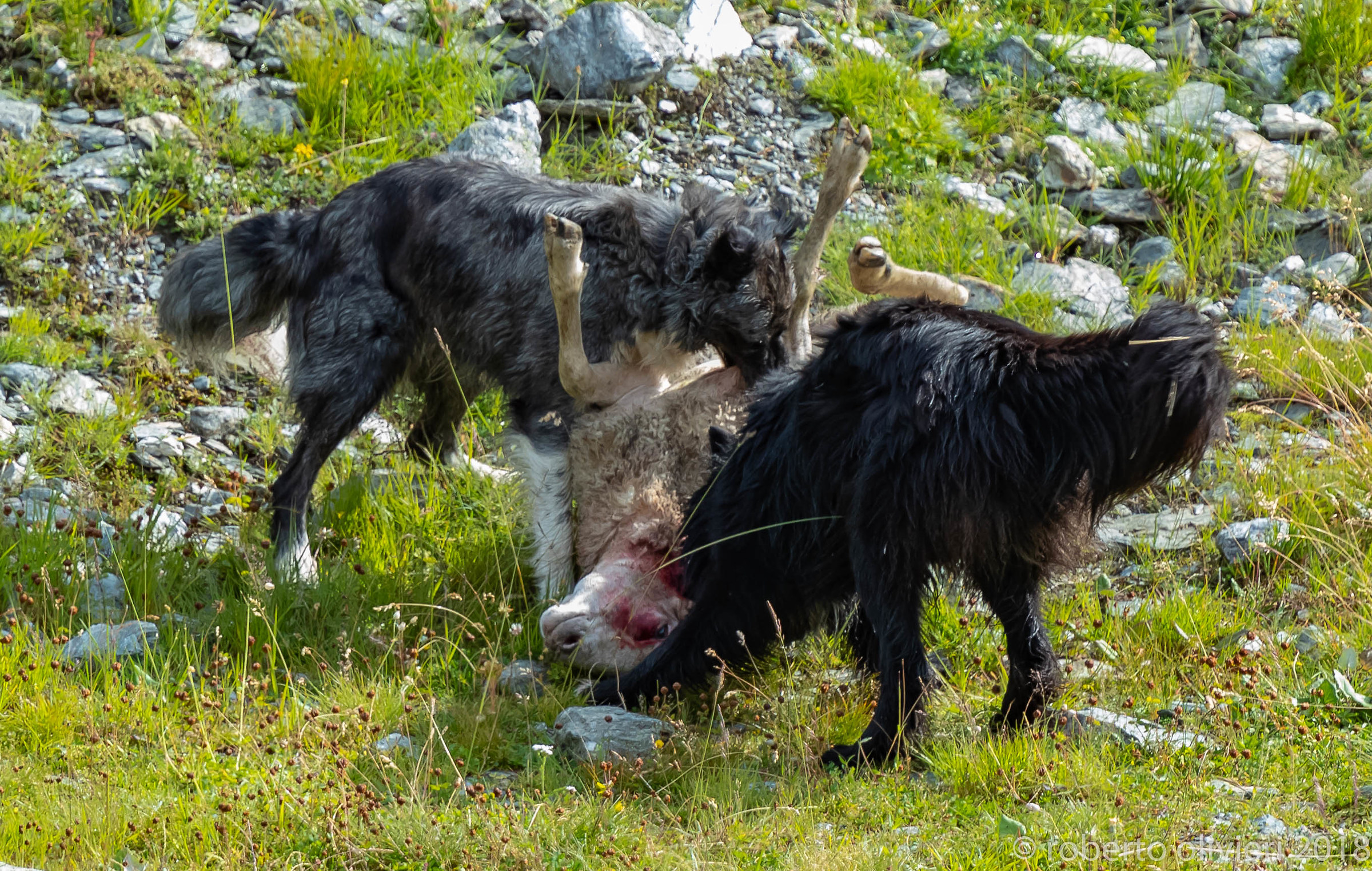 Death...... @ Livigno (Italy)