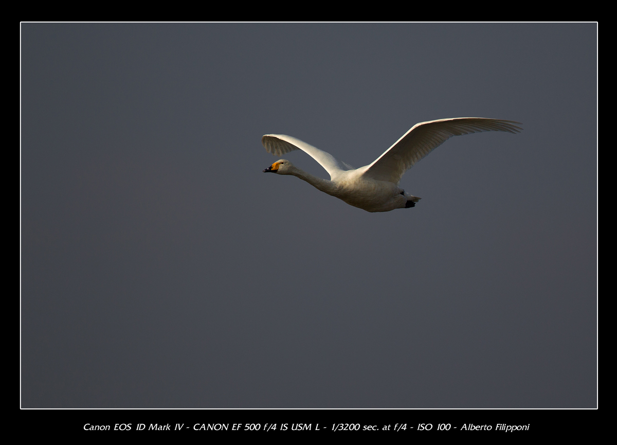 Whooper Swan - Oasis Lipu Racconigi