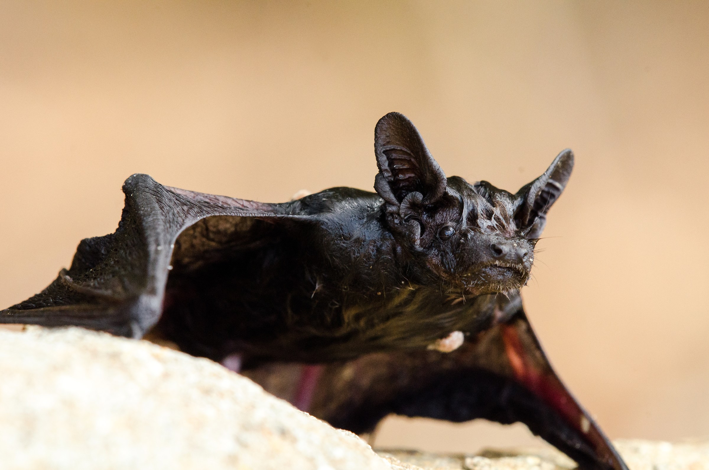 Bat